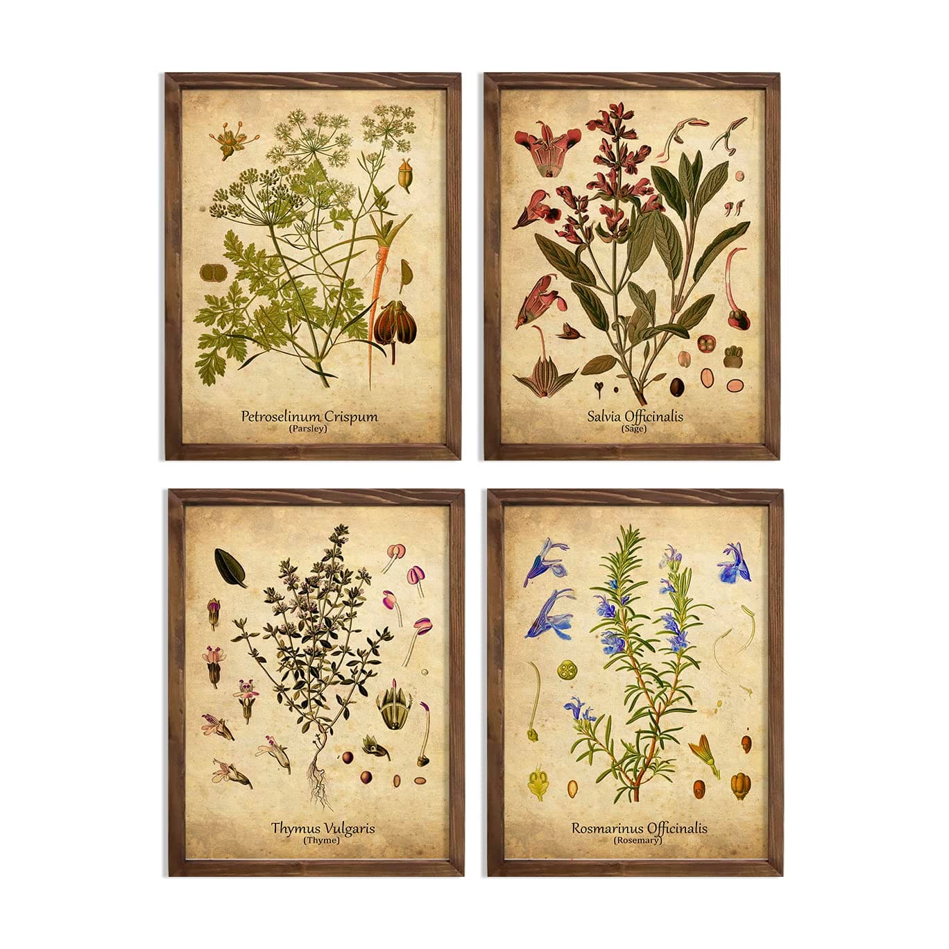 Antique Herb Botanical Print Set Ready to Hang A4 Size (8.27 x 11.7 inches) Rosemary Sage Thyme Parsley Kitchen Wall Art Antique Botanical Herb Wall Decor Plants Kitchen Decor