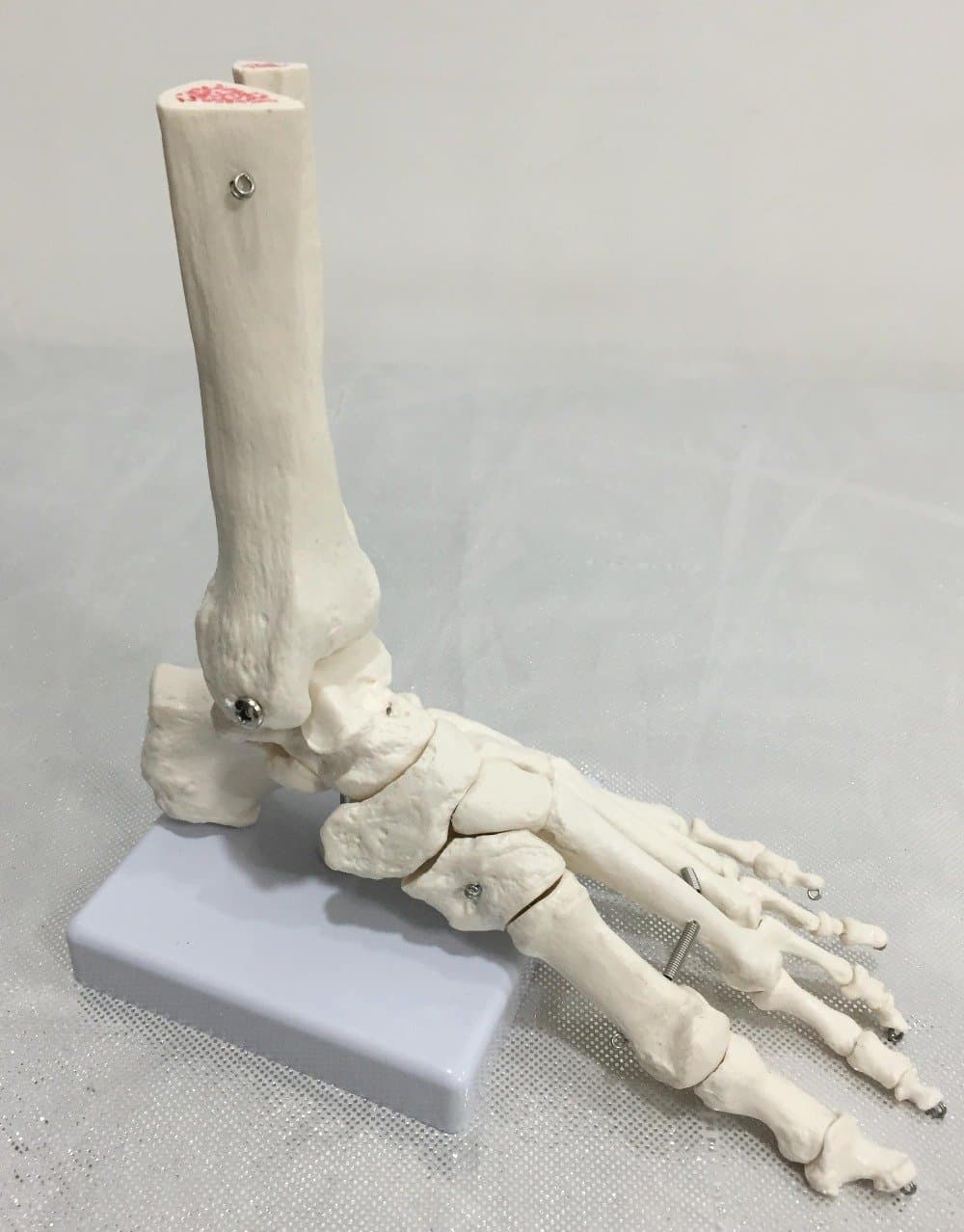 Human Foot Bone Model, Foot Sole, Foints of Foot Ankle, Tibia and Fibula, Foot Model Department of Orthopedics