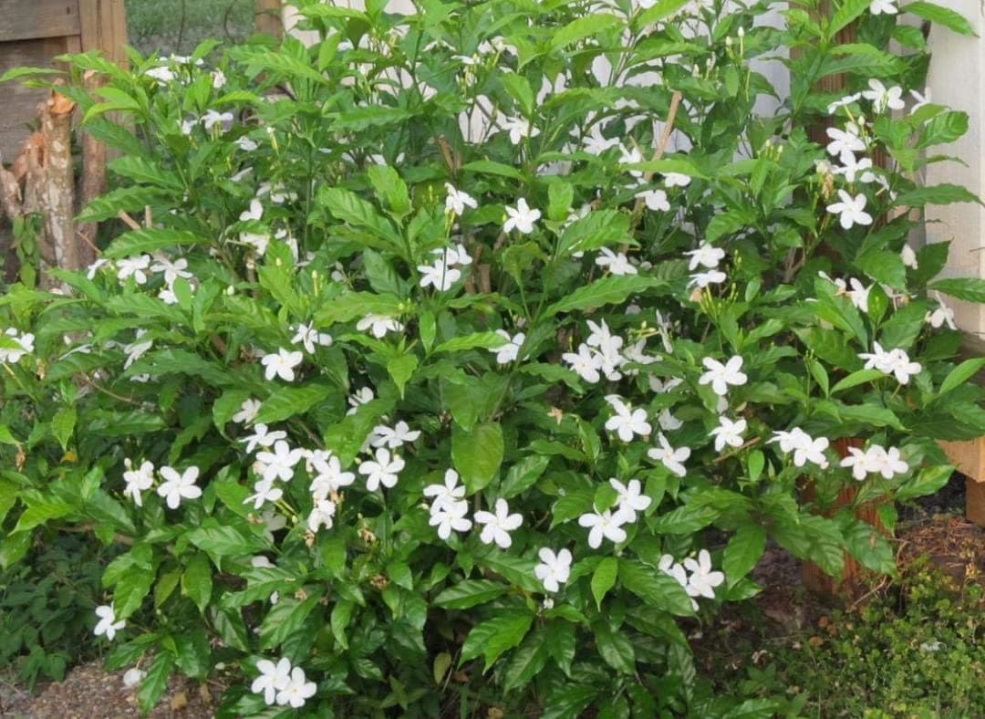 BLUE UNIVERSE Live White Mogra/Jasminum sambac/Arabian Jasmine Aromatic Flower Plant For Home Garden