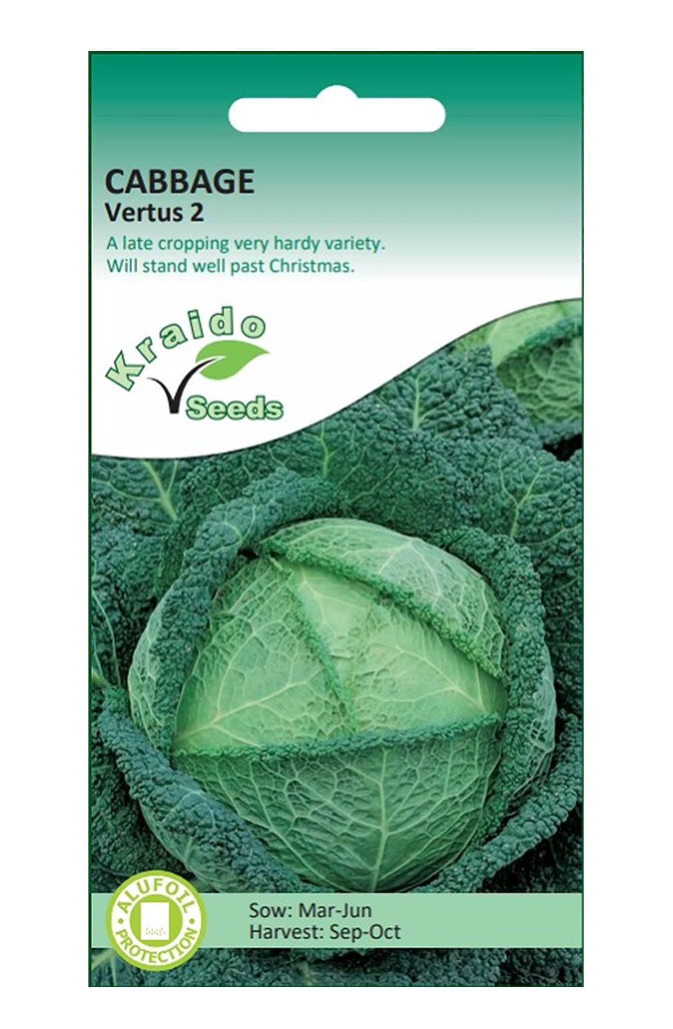 Cabbage Seeds Savoy Vertus 2 Brassica Oleracea 200 Seeds Grow Your Own Vegetable Indoors in a Greenhouse or Outdoors in a Garden or in Large Pots and Containers