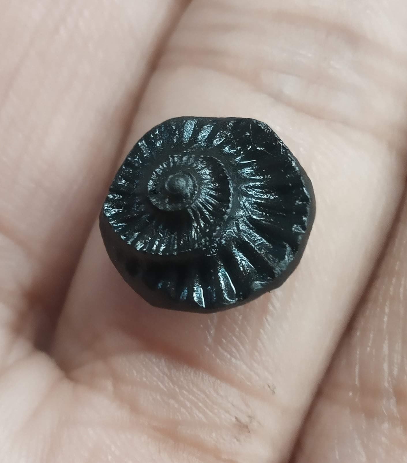 Sudarshan Shaligram from Nepal Gandaki River Chakra Saligram Stone | Ring & Pendant Size (Half Inch)