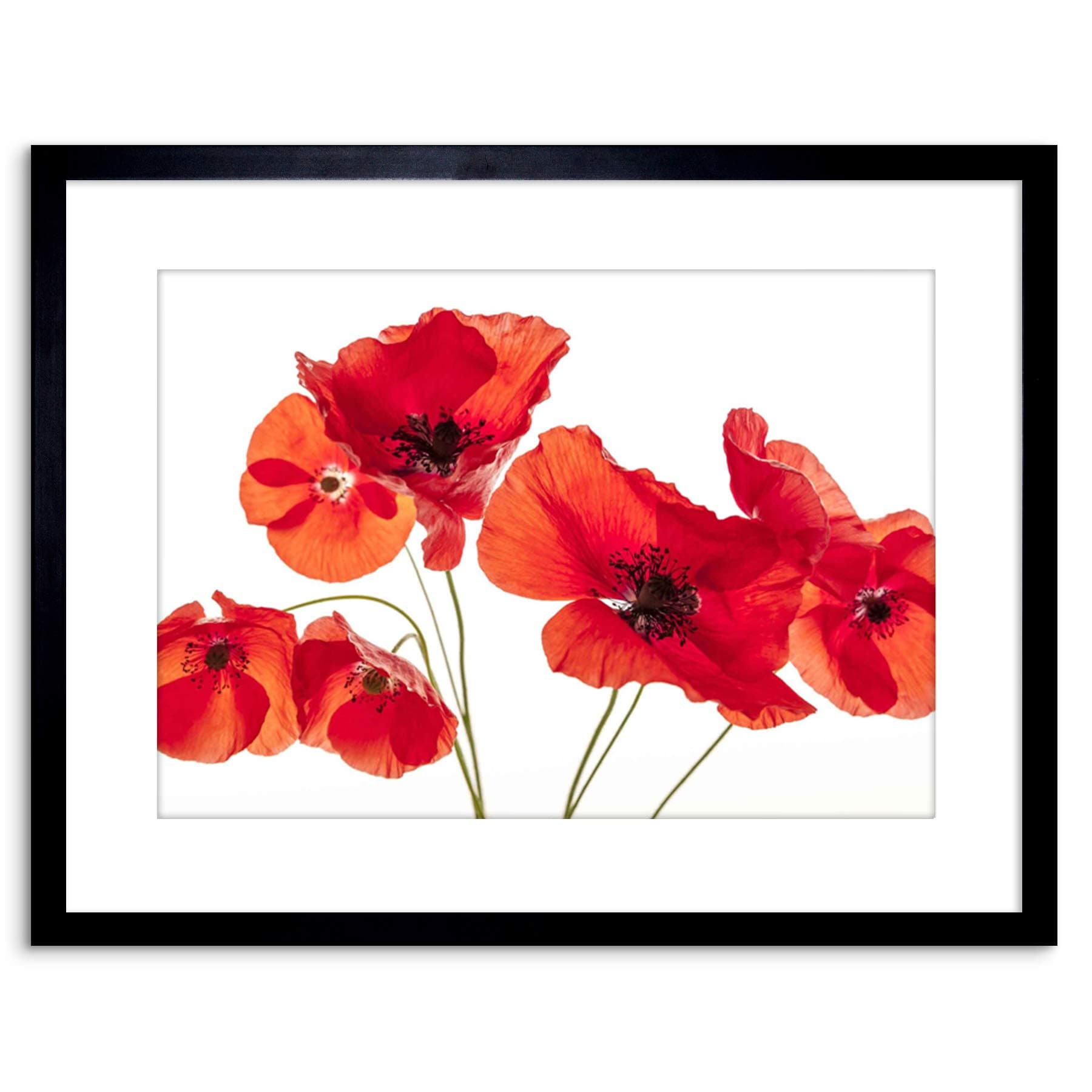 The Art Stop Photo Nature Flower Poppy Heads RED Petals Framed Print F97X5428