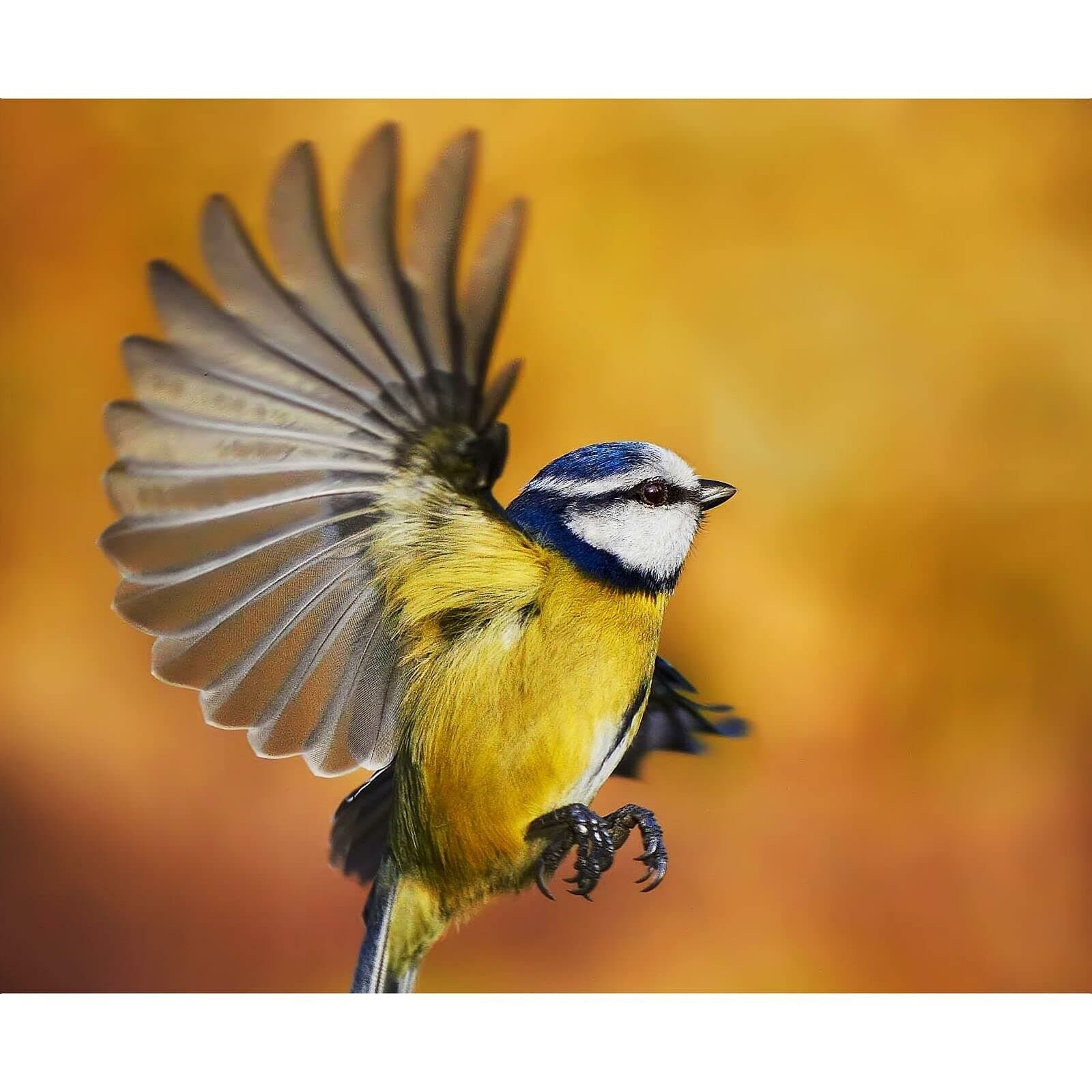 Deluxe Bird Feeding Station