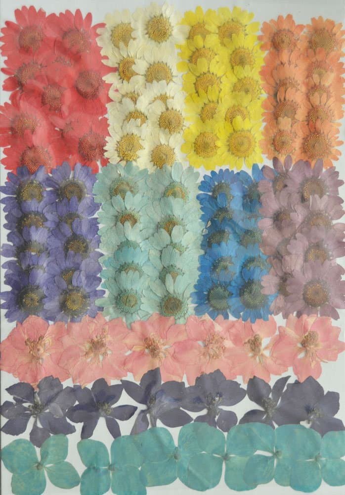 Red Flower Colorful Daisy and Pink Purple Larkspur and Blue Hydrangea Real Pressed Dried Flowers