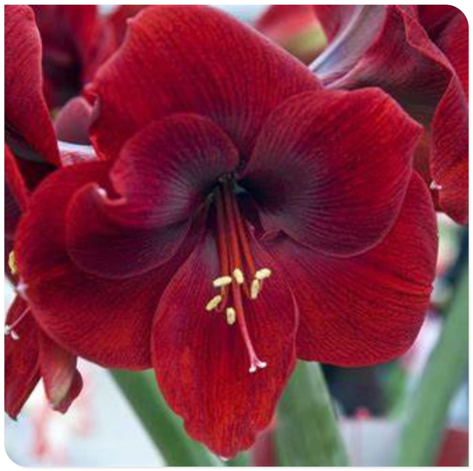 Amaryllis for Planting Now UK Perennial Good for Containers Excellent Display Plant Bulbs Ornamental Greening Flower Natural Organic Easy Plant Perennial -3bulbs-B