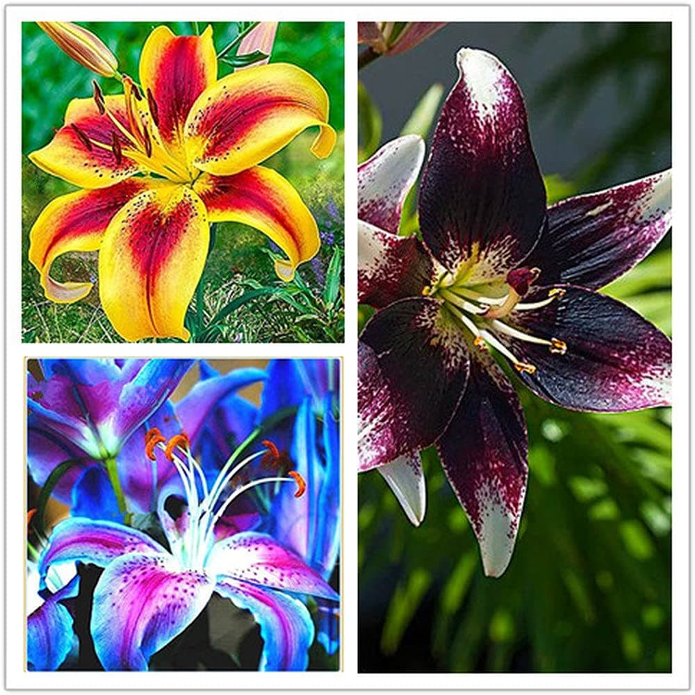 DFBTYG 2pcs Mix Lily Bulbs Rare Color Varieties Rapid Growth Suitable for People Who Love Planting Great Choice for Home Gardening