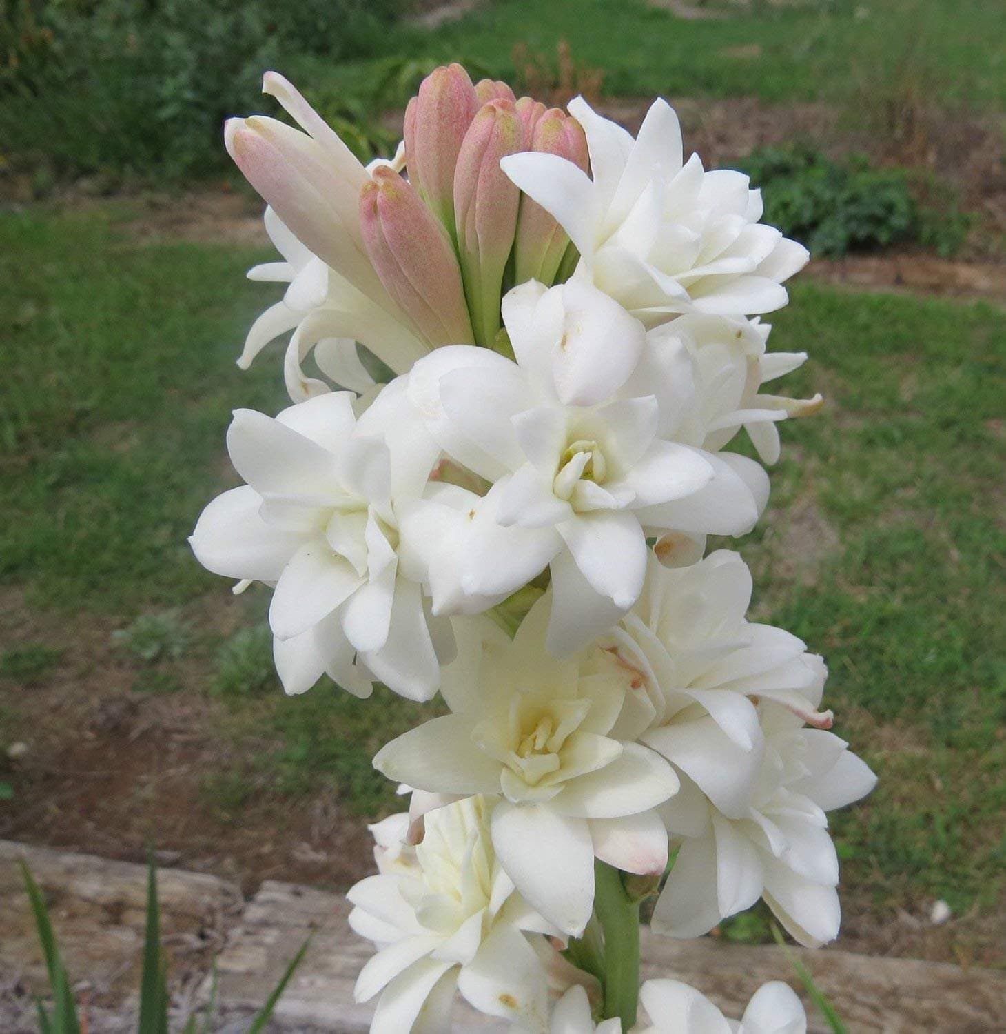 Double Polianthes Tuberosa Bulbs (10 Bulbs) White Fragrant Elegant Flowers Garden Bonsai