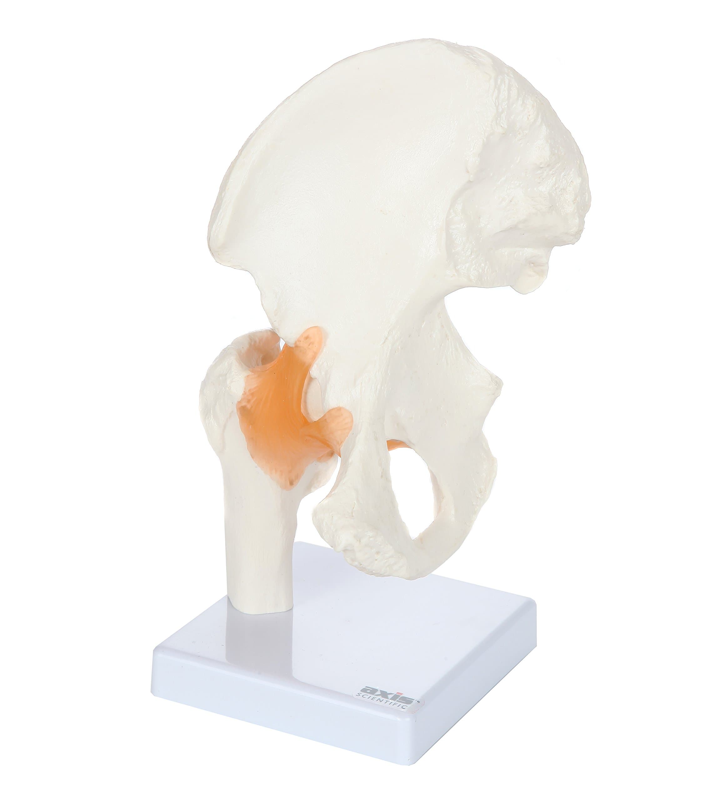 Life Size Human Hip Bone Anatomy Pelvis Model with Flexible Ligaments and Bony Landmarks – Realistic Design, Includes Base and Product Manual, Medical Joint Holder Anatomy Life Size