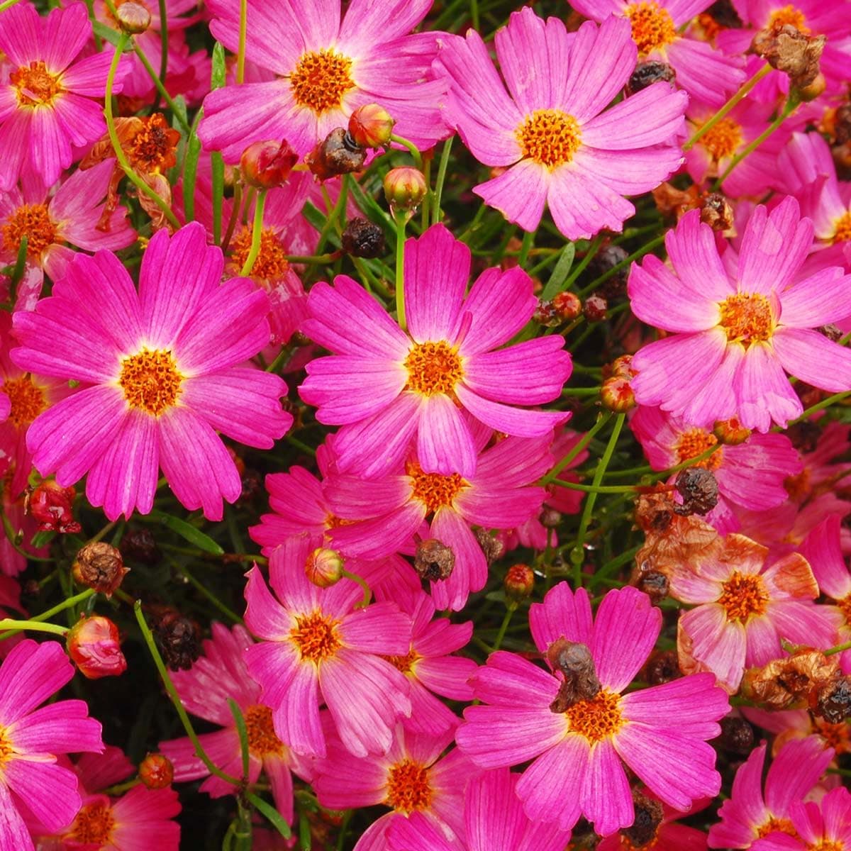 300+Pink Perennial Coreopsis Flower Seeds to Plant Outdoor-Coreopsis Rosea Seed for Planting Non-GMO Heirloom