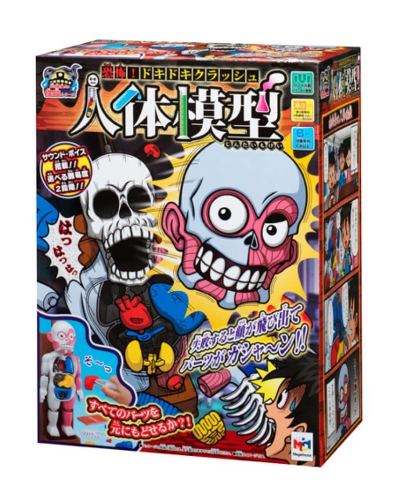 Skeleton Series Inside the Human Body Dummy