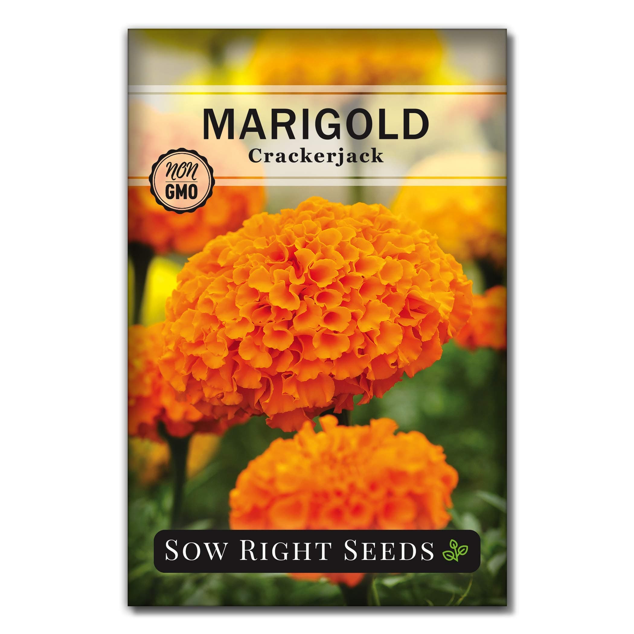 Crackerjack African Marigold Seeds for Planting - Non-GMO Heirloom Seed Packet with Instructions - Companion Plant - Orange & Yellow Blooms Attract Pollinators, Deter Mosquitoes (1)