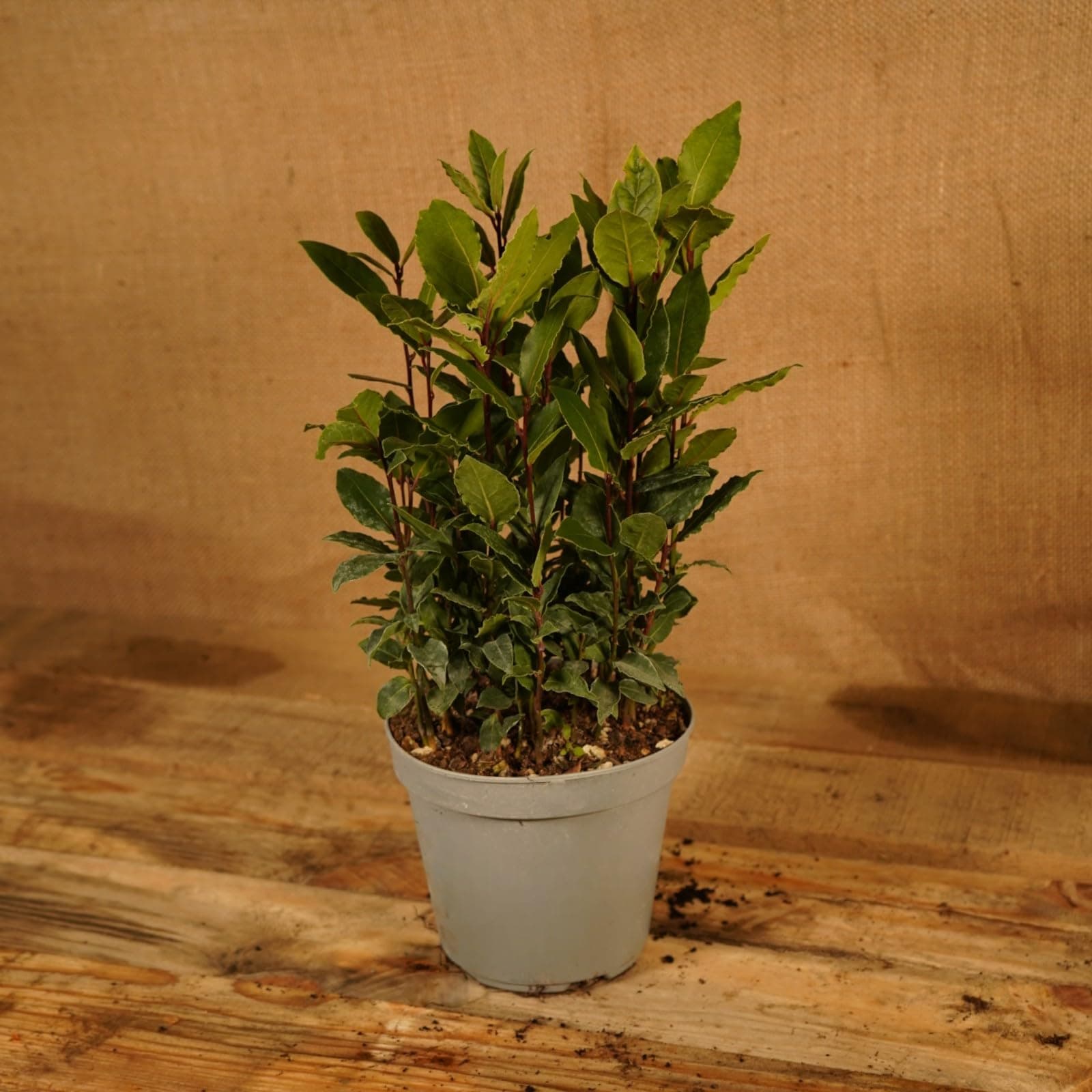– Laurus nobilis, Bay Tree, Large Plant in a 13cm Pot, Cooking Bay Leaf Tree Herb