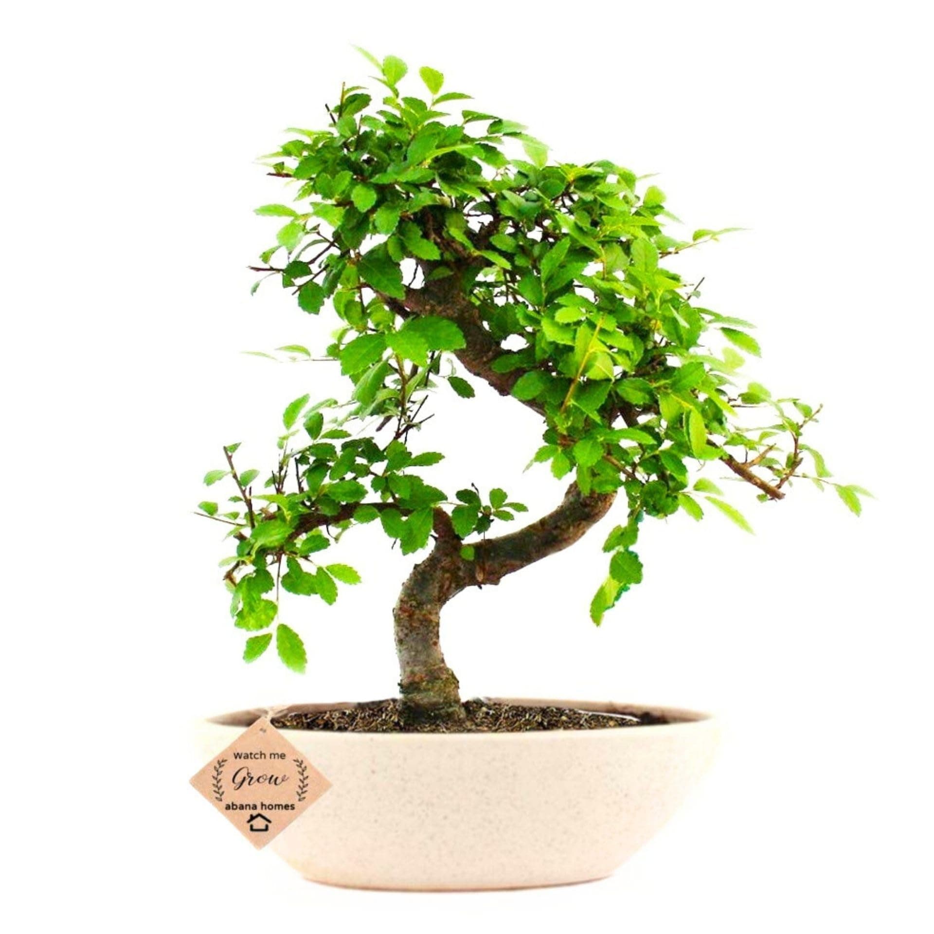 - Abana Homes 5-Year-Old Chinese Elm Bonsai Live Plant in Ceramic Pot | Small Indoor Tree for Home, Office Desk, Balcony | Bonsai Plant for Living Room Decor & Gifting | White Pot