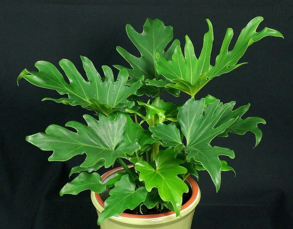 Mimosa Nursery - PHILODENDRON SELLOUM - 1 Plants - 1 Feet Tall - Ship in - Ship in 6" Pot