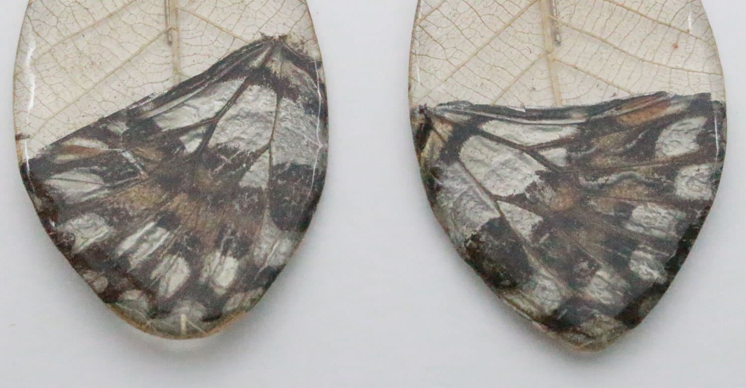 Real Butterfly Wing Earrings - Natural, Uniques, Drop, Dangle, Handmade Jewelry