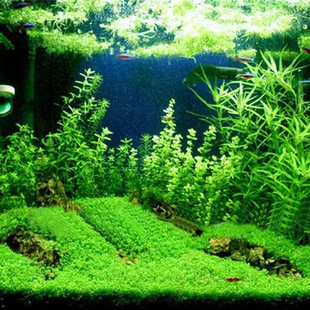 Aquarium Plants Seeds, Double Leaf Carpet Water Grass Green Aquatic, for Fish Tank Rock Lawn Garden Decoration