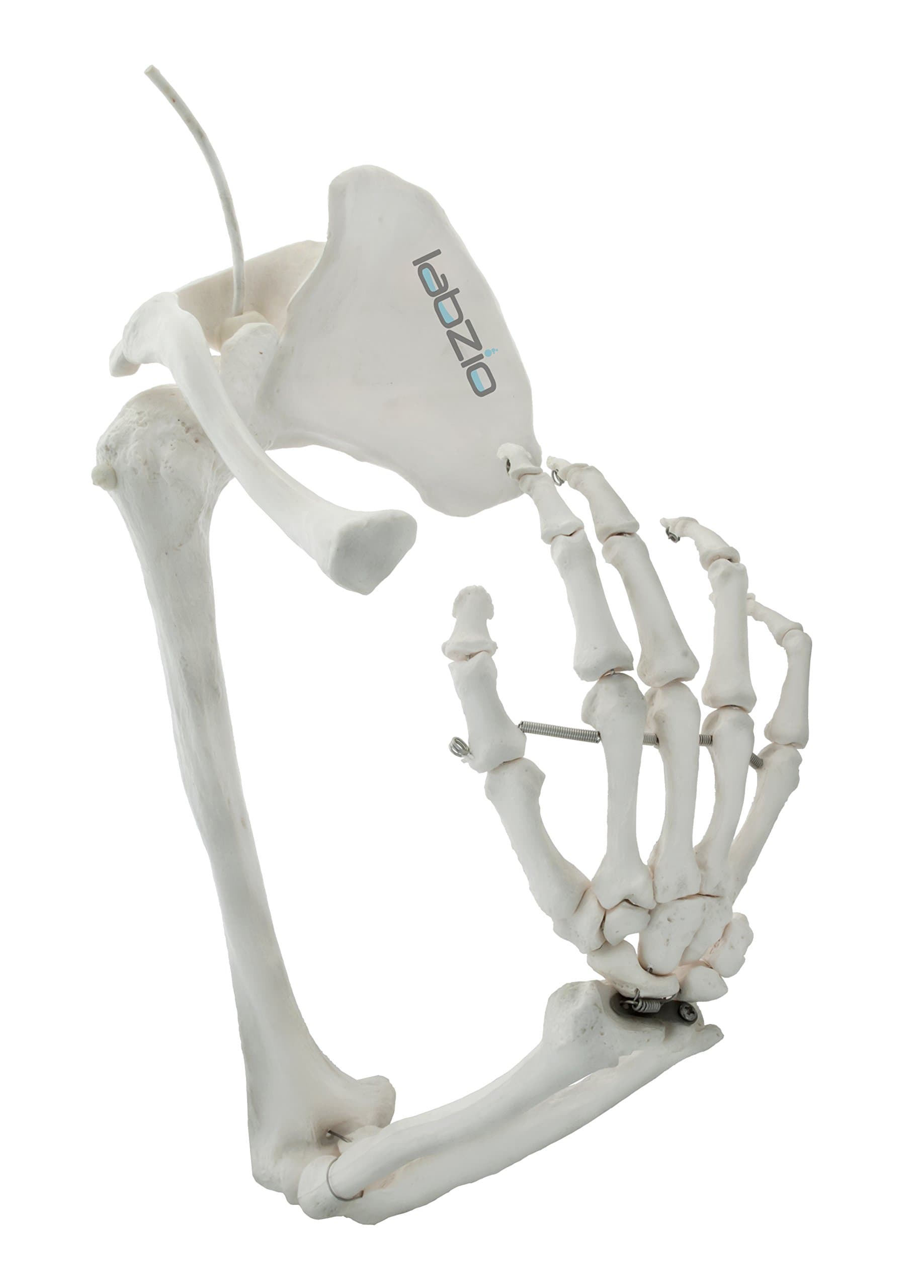 Premium Upper Limb Skeleton Model | Anatomical Arm Model with Scapula, Clavicle, Humerus, Radius, Ulna & Hand Bones | Articulating Joints for Medical Study, Teaching & Orthopedic Education