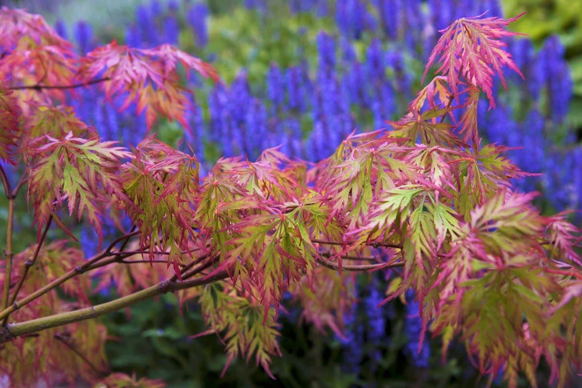 Weeping Green Laceleaf Japanese Maple Viridis - 2 Year Live Plant
