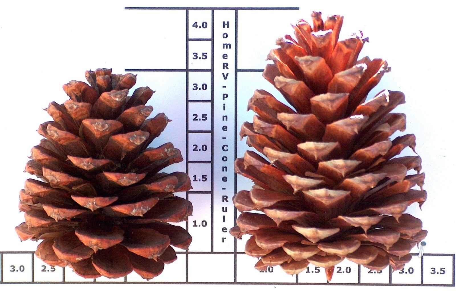 Discontinued Ponderosa Pine Cones Box 48 Cones 3 to 4 Inch Tall