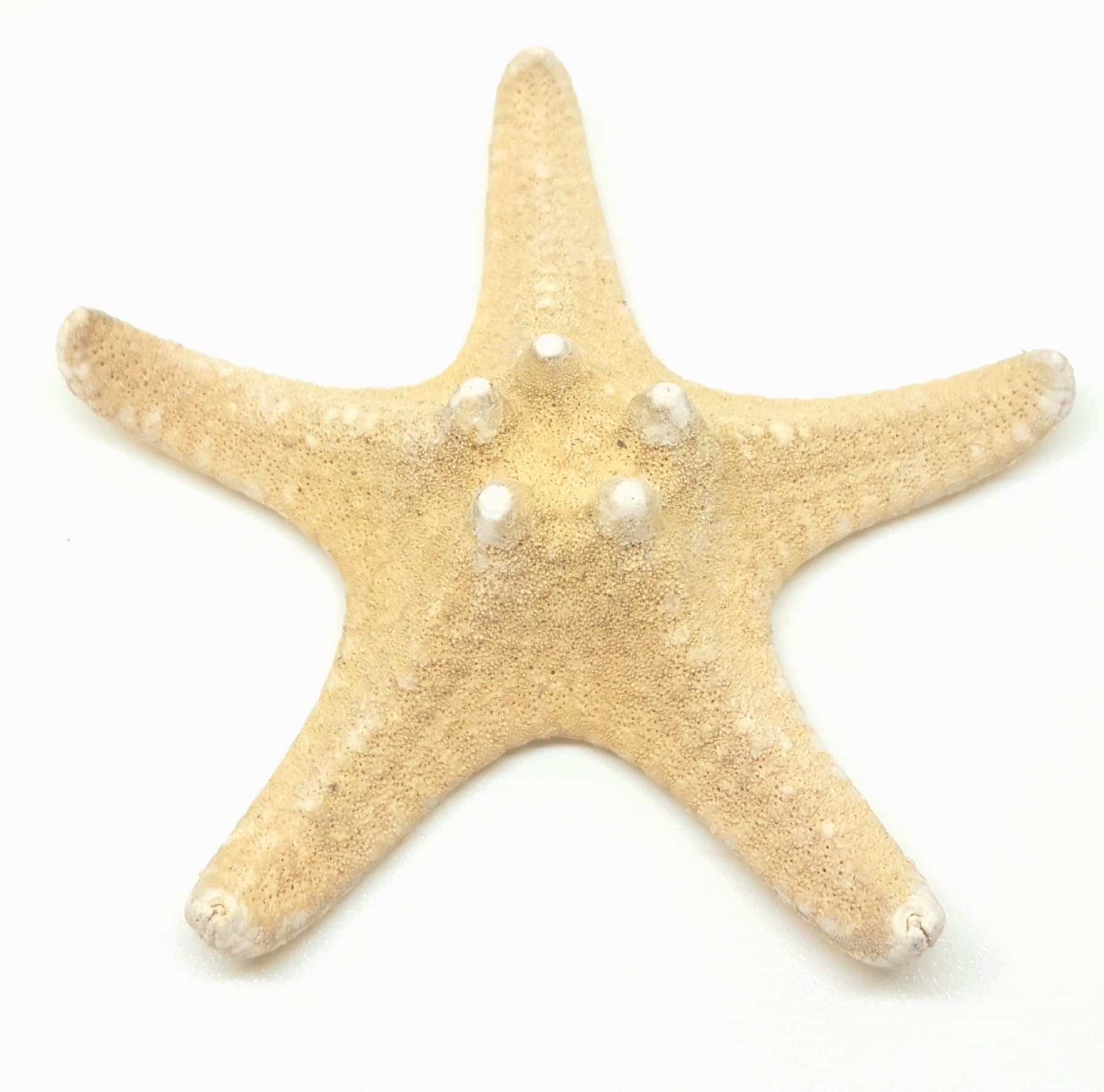 5 Small Starfish SeaShells
