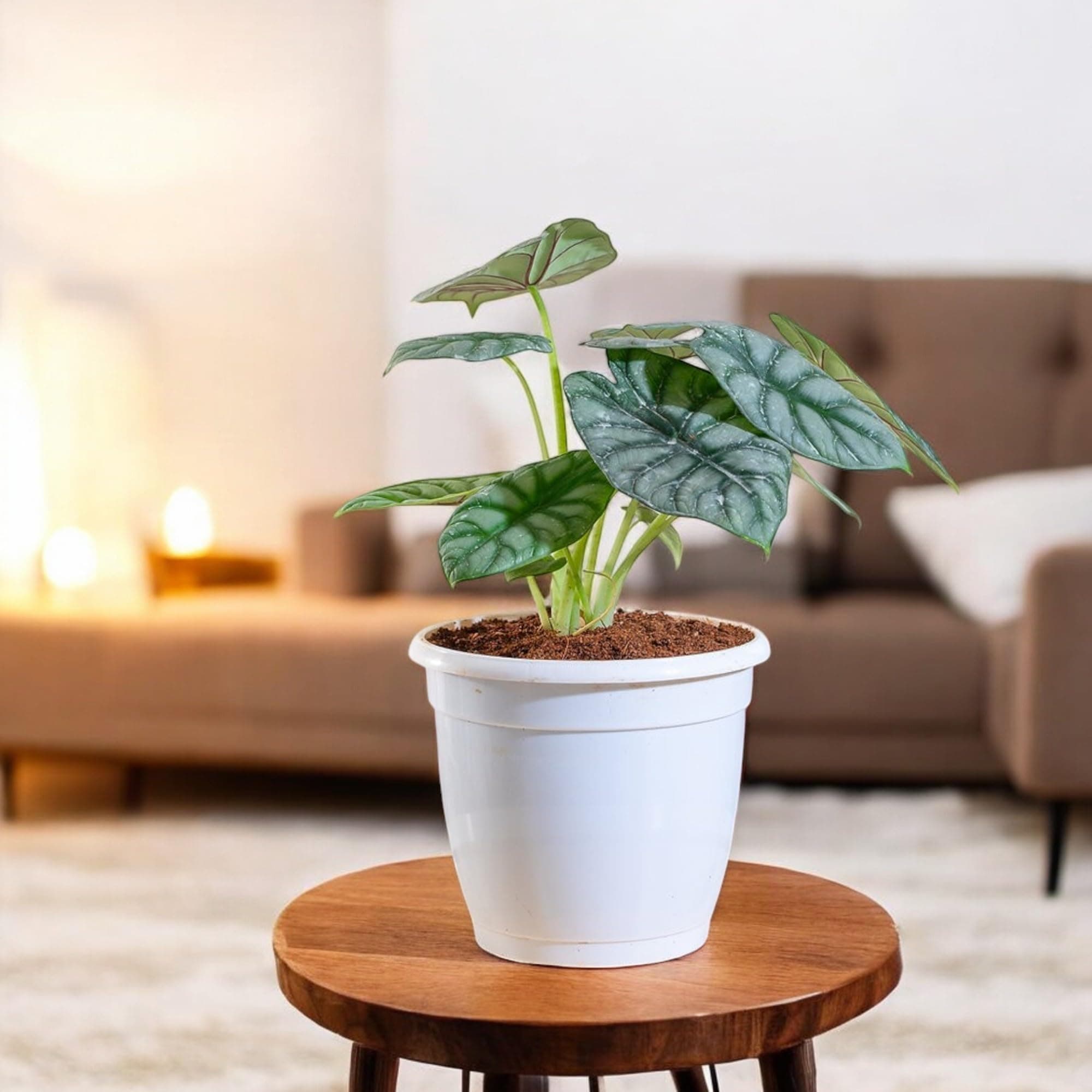 PLANTSGURU Alocasia Silver Dragon Plant | Exotic Indoor Plant for Home & Office D�cor | Rare Foliage with Unique Silver-Green Leaves | Low Maintenance Live Plant