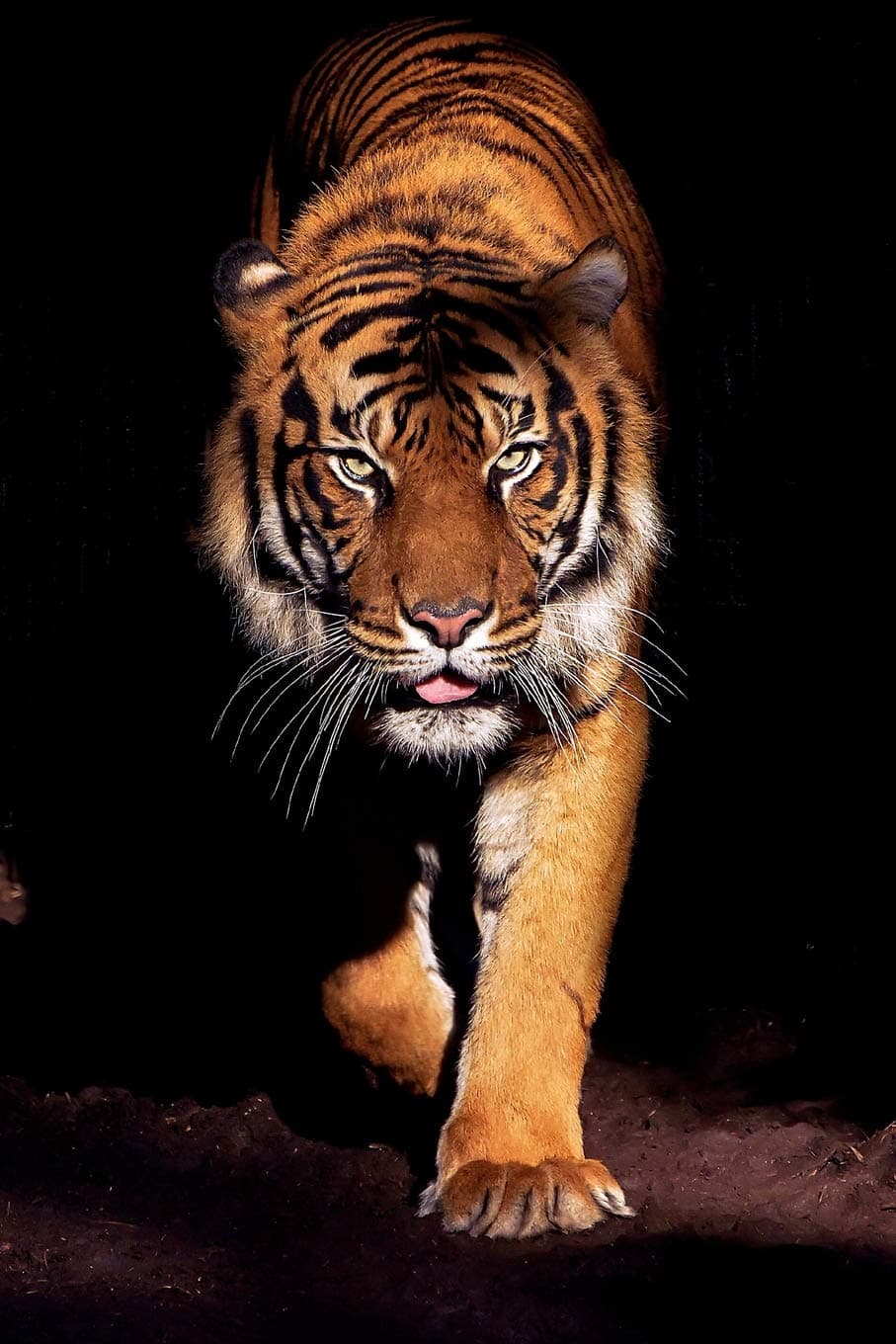 Tiger Lovers 2020 Weekly Monthly Planner: With Agenda & Appointments Calendar Schedule, To Do List, Notes & Gratitude | Beautiful Tiger Lover Gifts ... Royal Bengal Tiger | Striped Wildcat Predator Paperback – 25 Nov. 2019