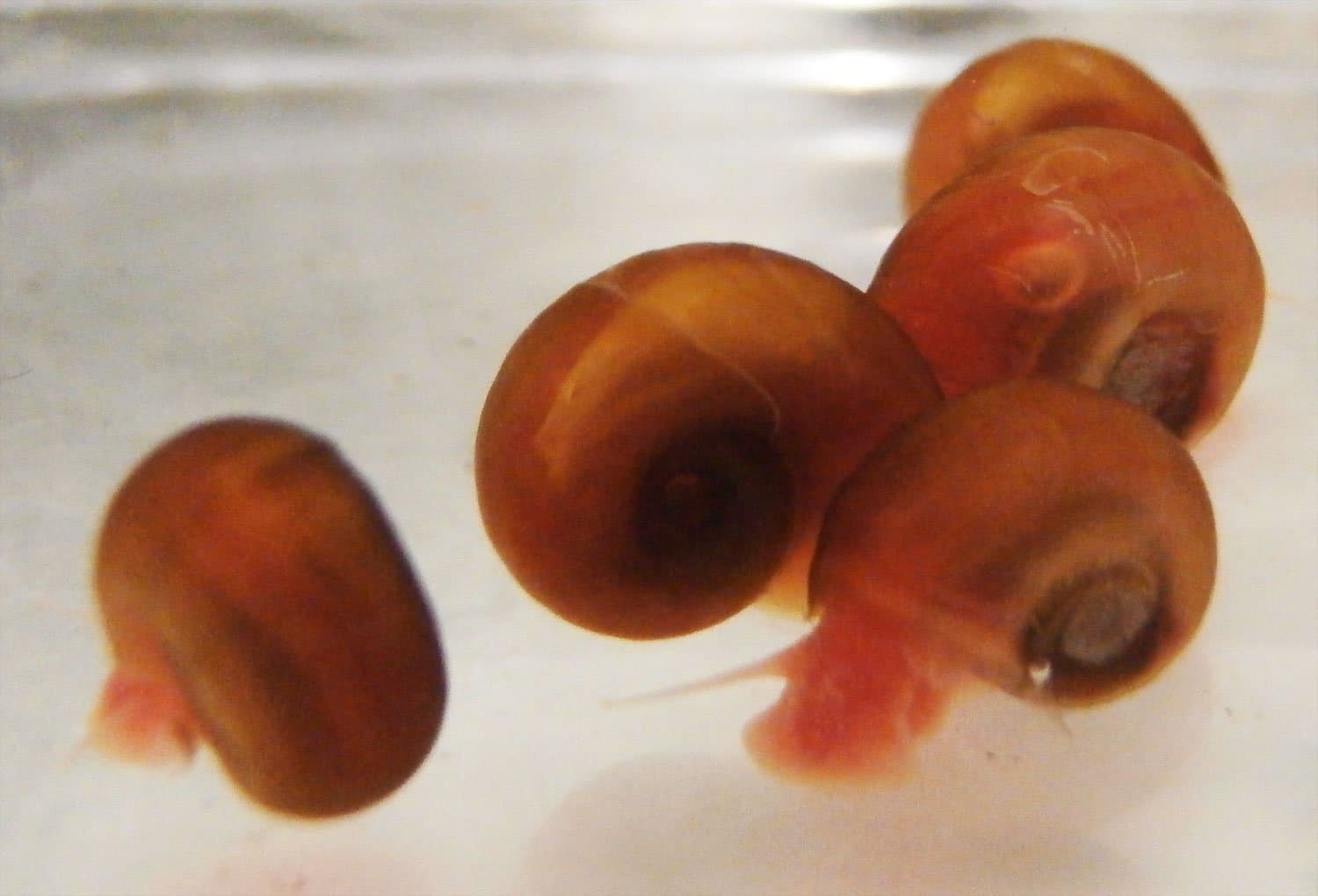 Tartan Guppy 5 Ramshorn Snails