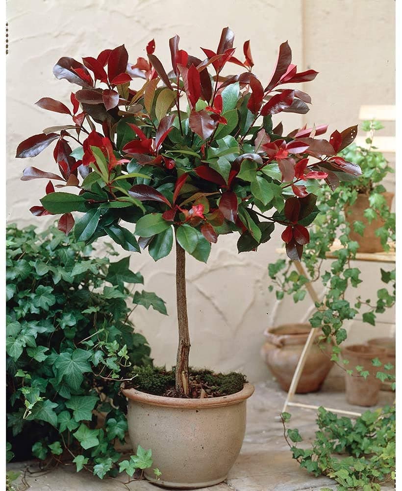 Photinia Red Robin Tree Standard Plants Hardy Evergreen Outdoor Garden Plant for Patios & Outdoors Baring Red Foliage, 1 x in a 3L Pot by Thompson & Morgan