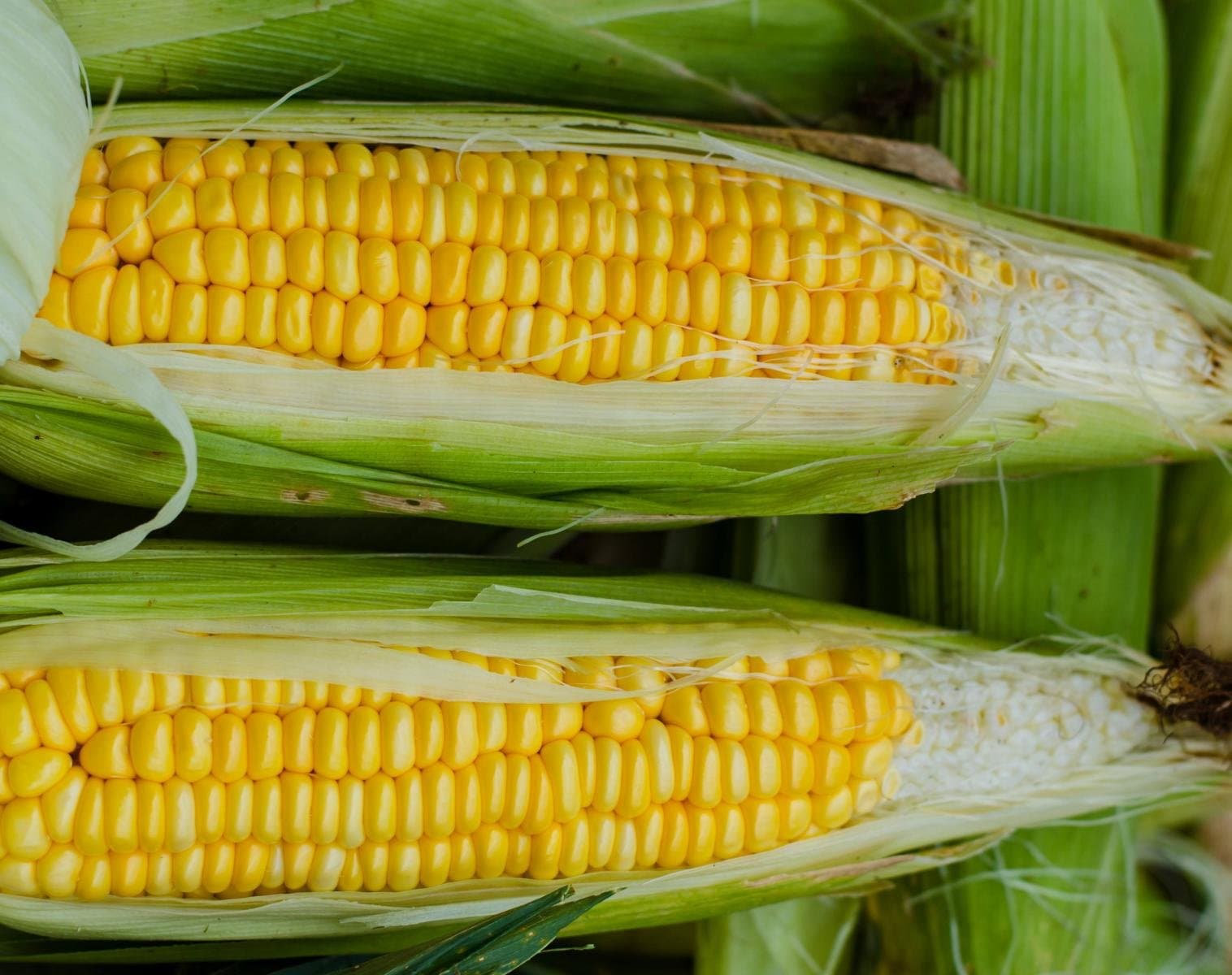 '100 Popcorn Corn Seeds – Zea Mays convar. microsperma Golden Wedding Anniversary, Butter "