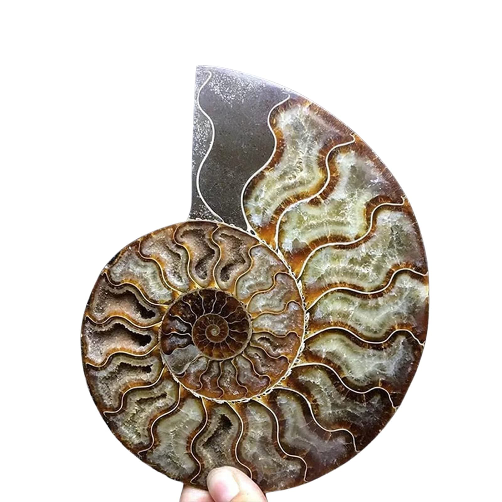 Natural Beautiful Ammonite Fossil Conch Specimen Collectibles Home Decor Gifts Ornament (5-6in/300g-400g)