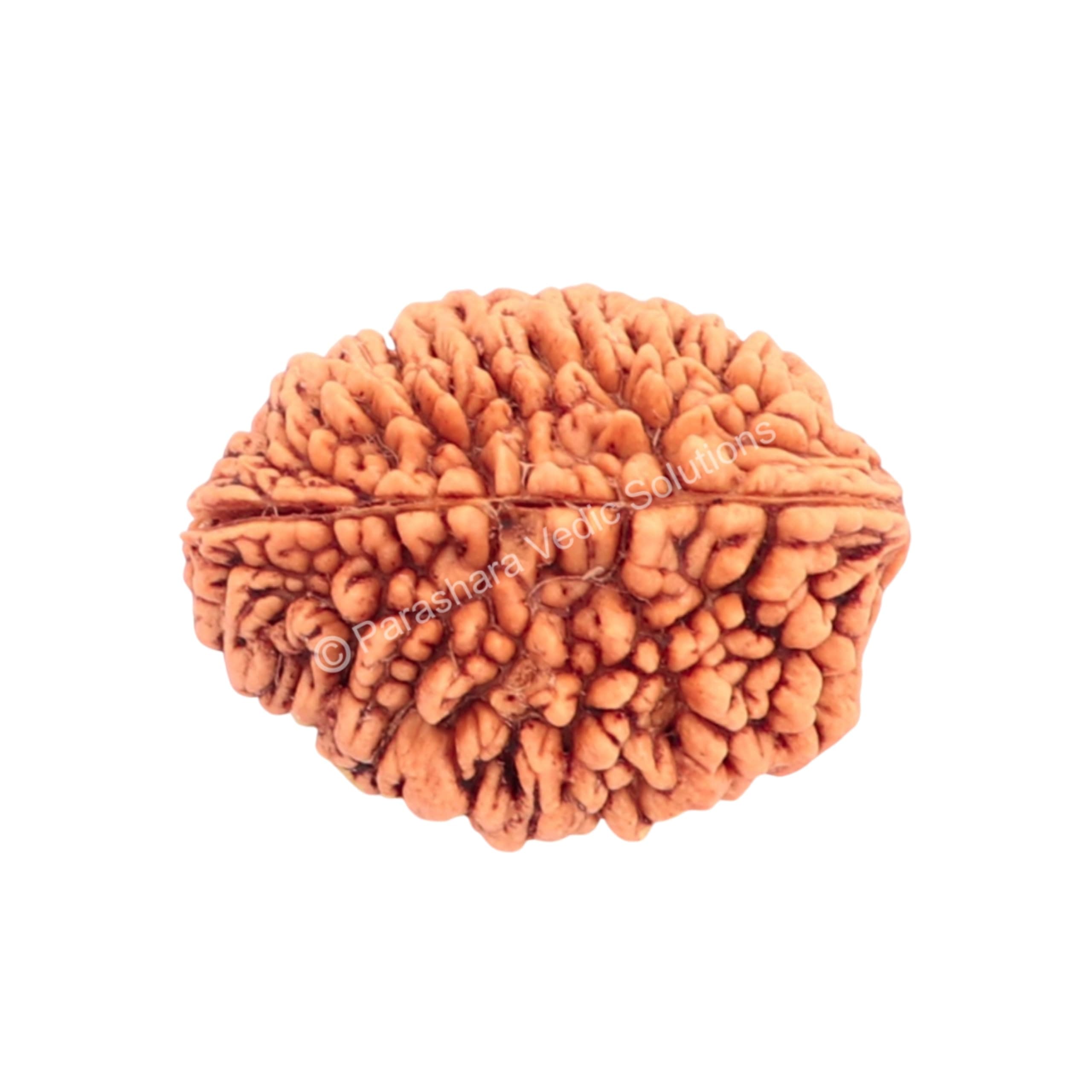 ARKAM Two Mukhi Kaju Rudraksha Certified/Original 2 Mukhi Rudraksh/Natural 2 Faced Rudraksha (Brown) with Certificate and Puja Instructions