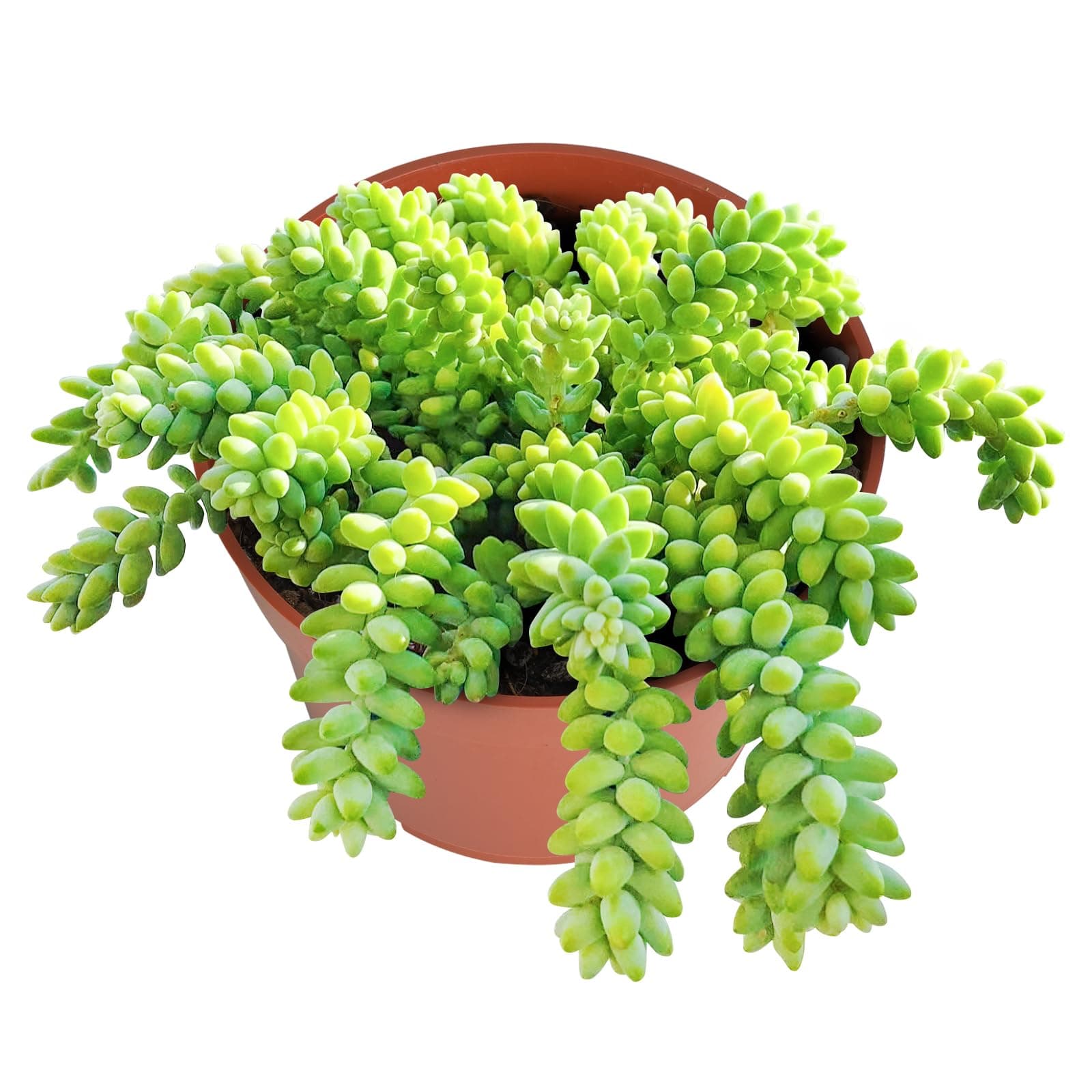 Donkey Tail Live Succulent Plant (4-inch), Burro’s Tail, Fully Rooted Trailing Houseplant for Hanging Baskets, Low Maintenance Home & Office Decor, Ideal Gift for Plant Lovers