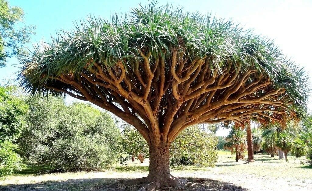 Tree Seeds 10 pcs Canary Island Dragon Blood Tree (Dracaena Draco) Showy,Exotic,#FIVML3