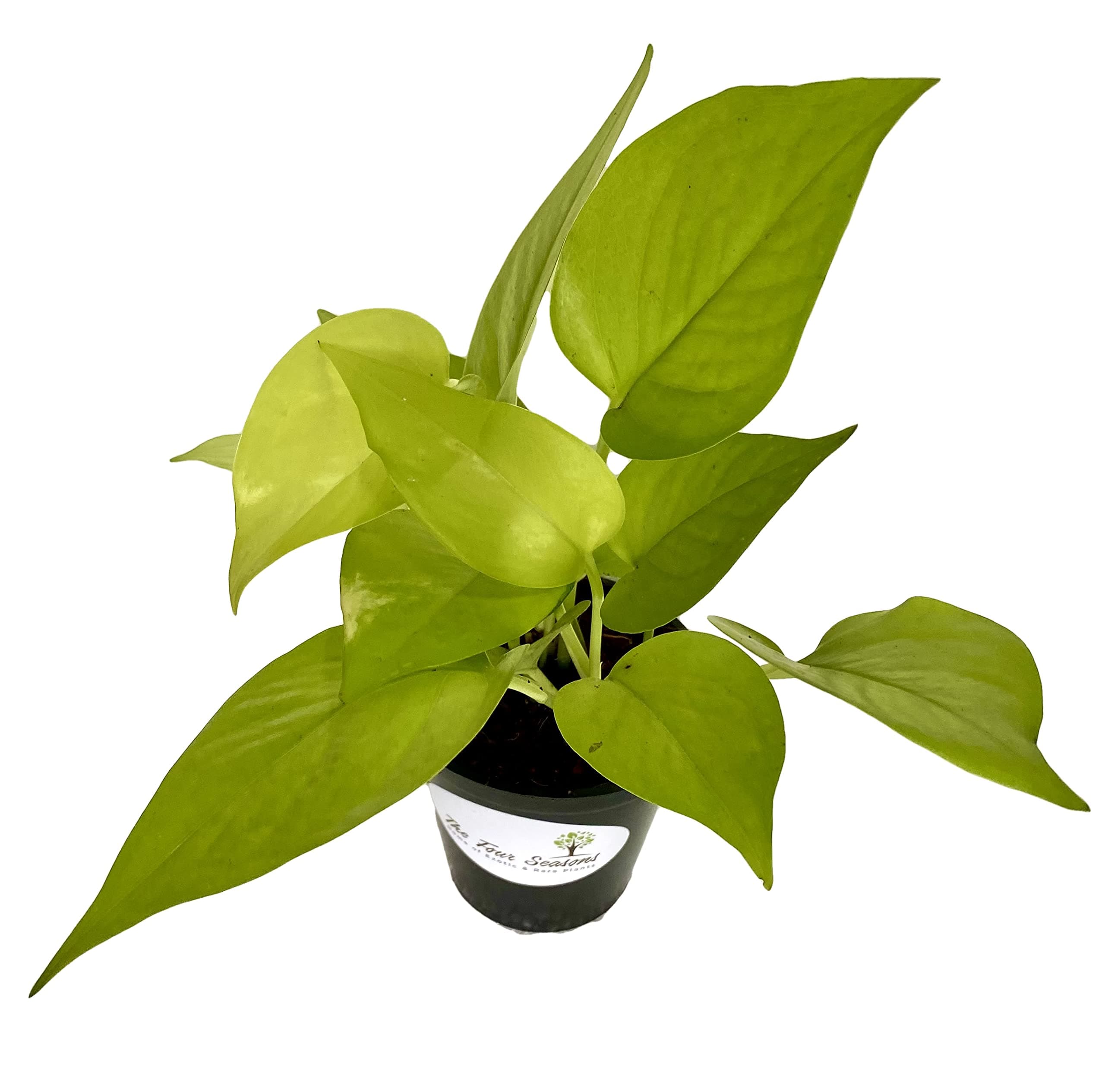 The Four Seasons Golden Pothos Epipremnum Aureum Neon Natural Live Plant in Pot