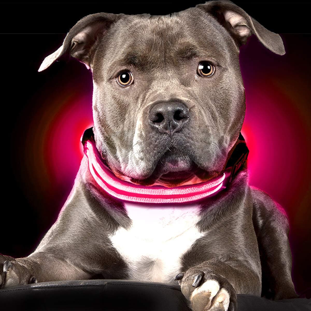 Ultimate LED Dog Collar – USB Rechargeable, Cable Included, 5 Awesome Colors. Ultra Bright, Durable, Made to Last. Make Your Dog More Visible at Night (Medium, Pink)