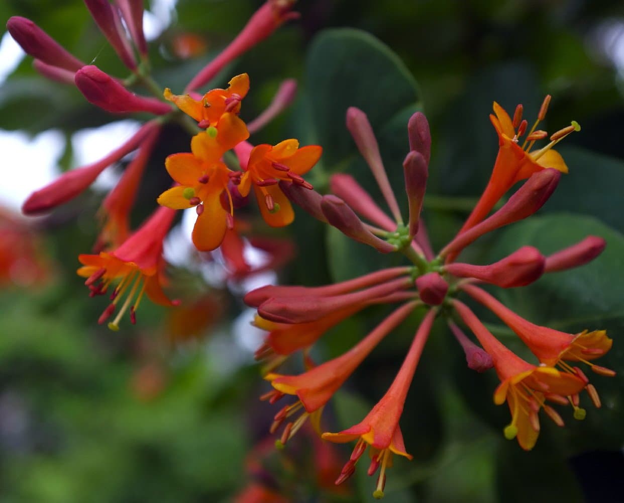 Dropmore Scarlet Honeysuckle Vine - Lonicera - 2.5" Pot