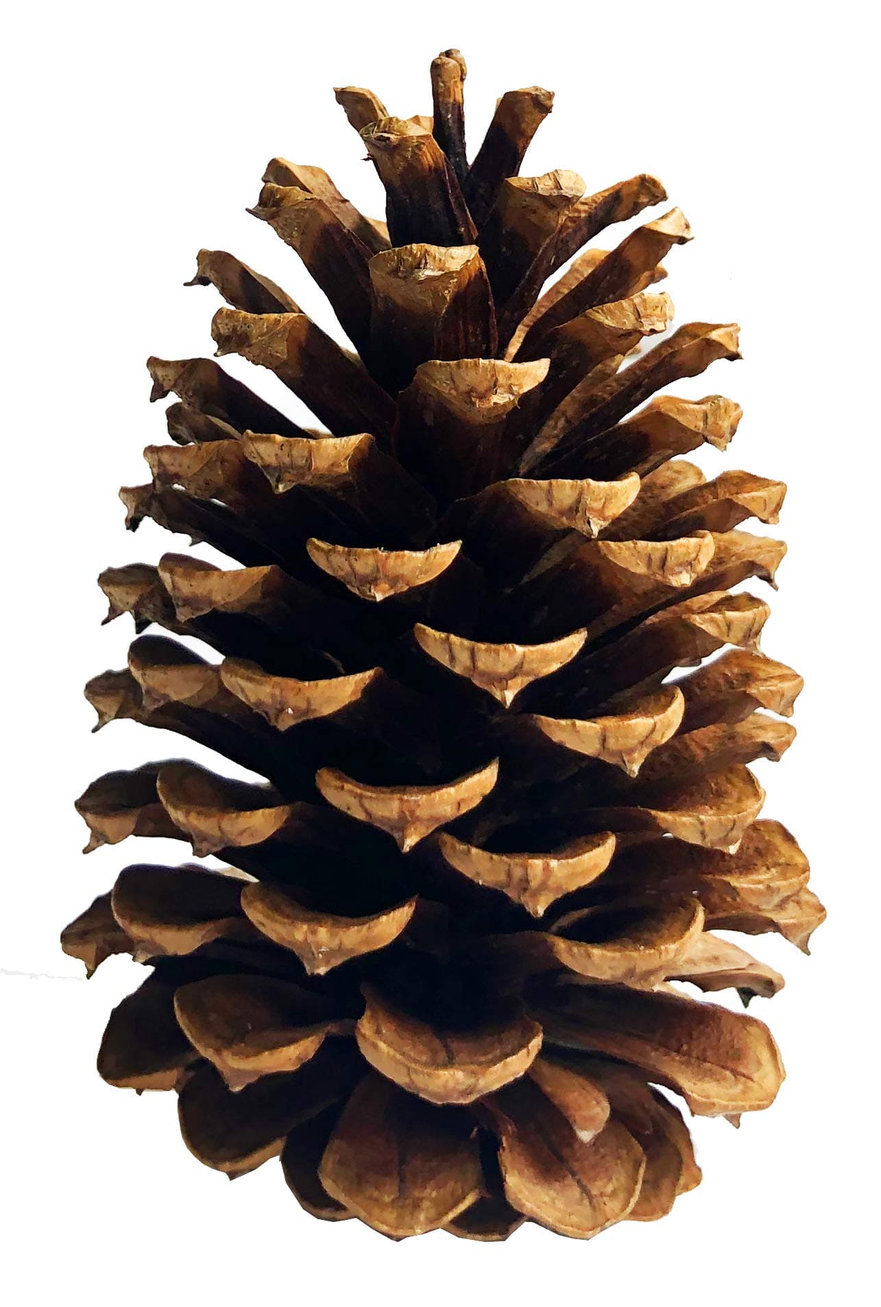 Redolent Home 24 PineCones 3" to 4” Tall Bulk Package All Natural, Bug Free, and Perfect for Crafting for Accent Decor Pine Cones - UNSCENTED (24)