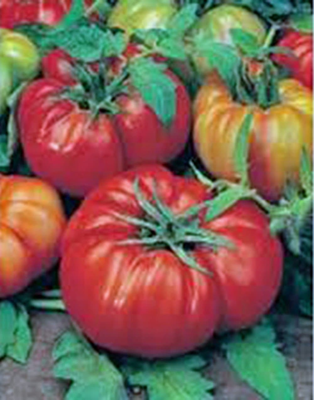 - Tomato, Beefsteak, Heirloom, 100 Seeds, Great Sliced Tomato, Delicious