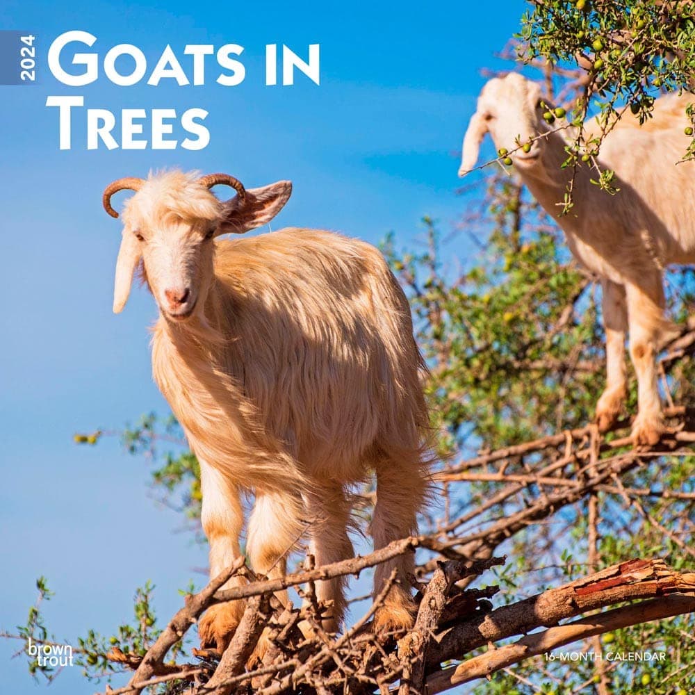 Goats in Trees | 2024 12 x 24 Inch Monthly Square Wall Calendar | BrownTrout | Domestic Funny Farm Animals Calendar – Wall Calendar, August 1, 2023