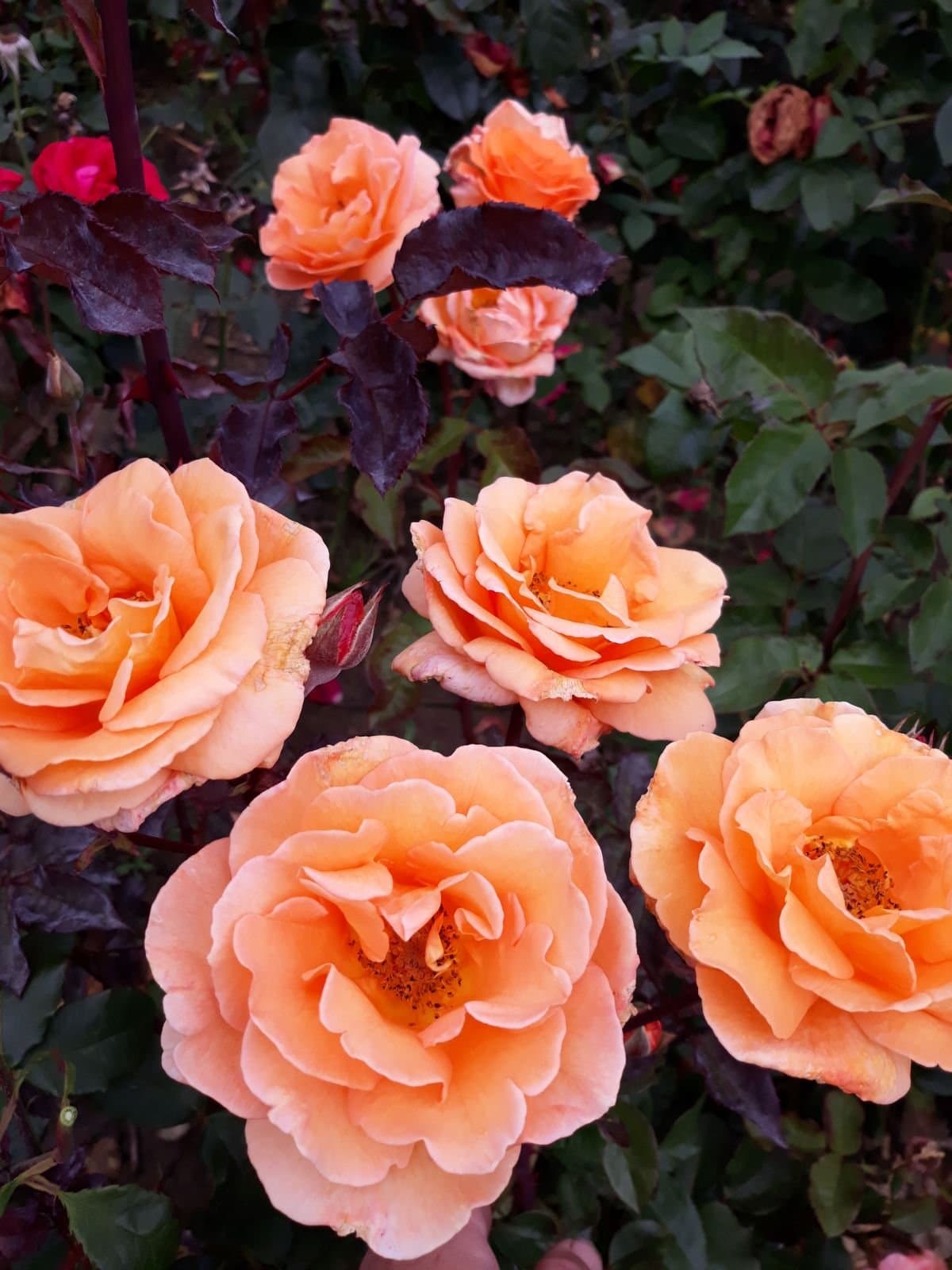 Doris Tysterman Hybrid Tea Rose Bare Root