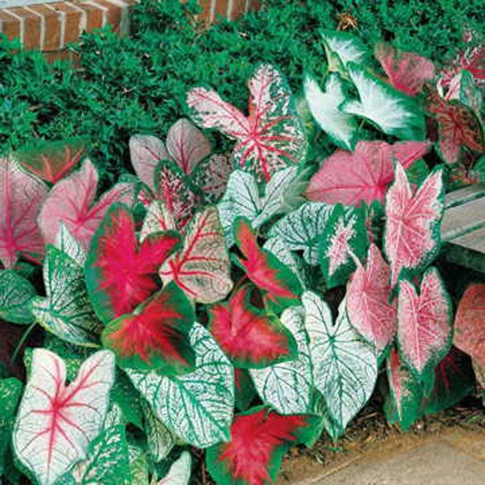 Caladium, Bulb, Fancy Mix, Pack of 2, Easy to Grow, Colorful Mix, HOSTA