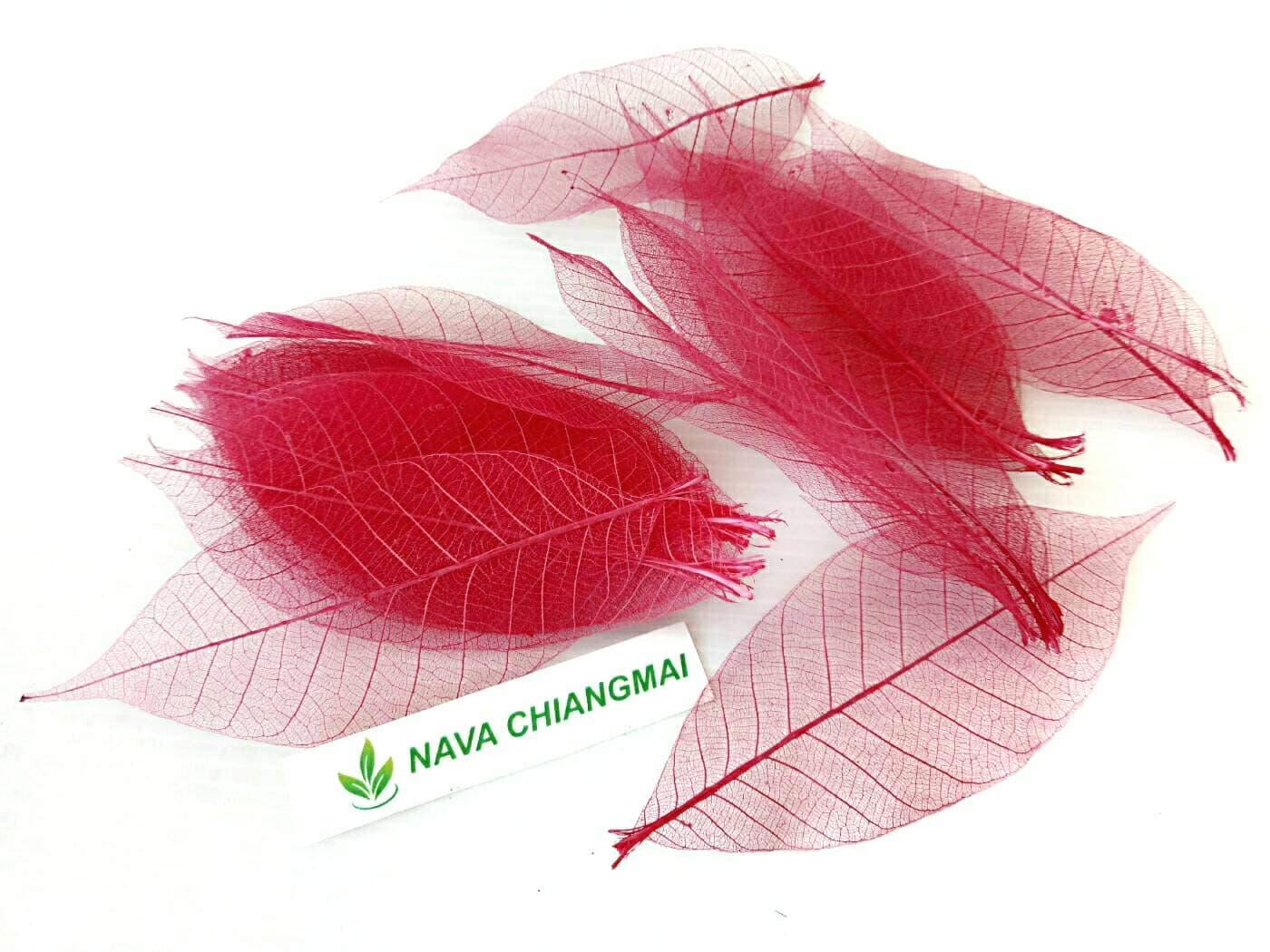 NAVA CHIANGMAI Rubber Tree Leaves - Pack of 100 Skeleton Leaves Decorative DIY Craft, Artificial Leaves Craft Card Scrapbook DIY Handmade Embellishment Decoration Art (Red)