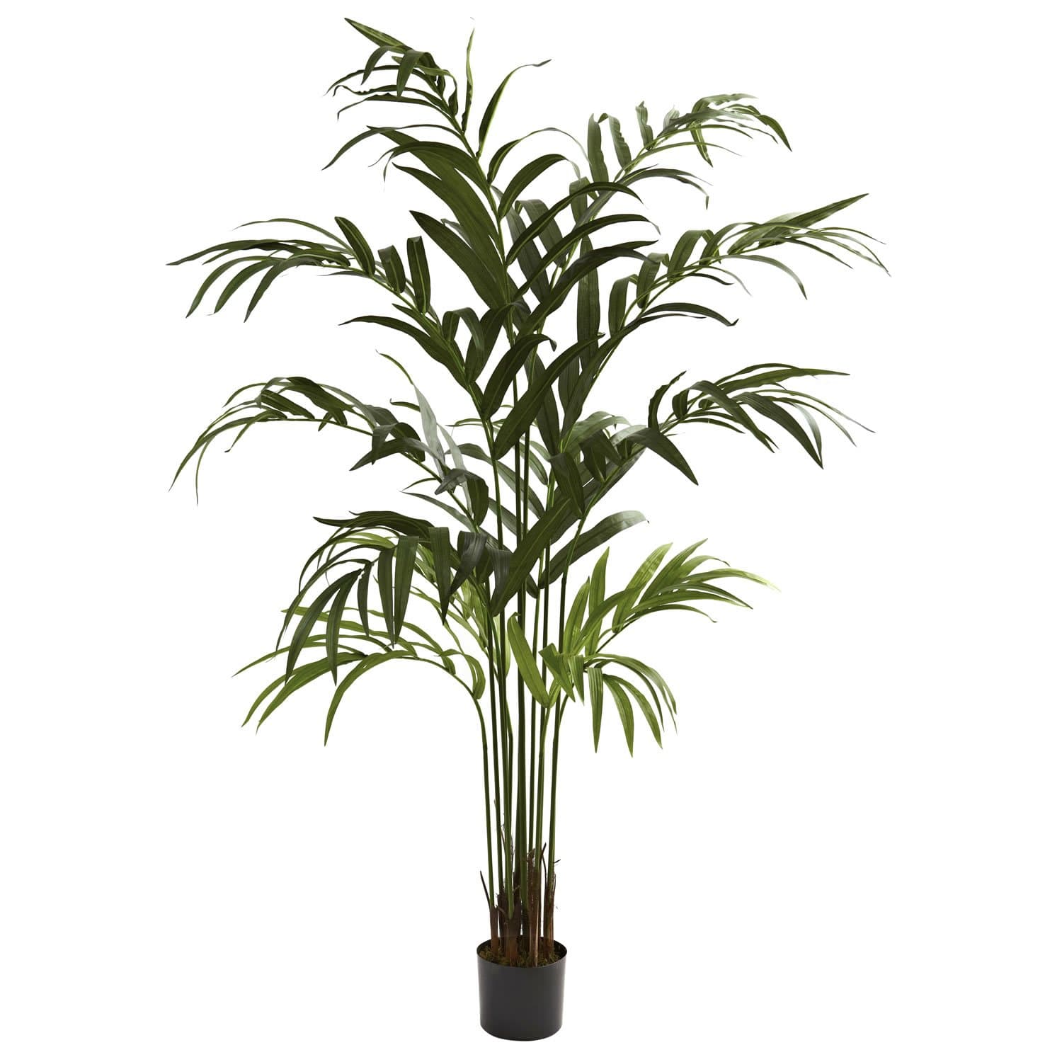 6' Kentia Silk Palm Tree