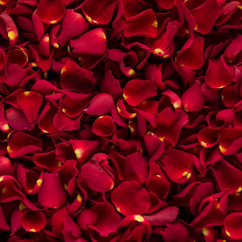 Biodegradable Rose Petal Wedding Confetti (Romantic Red, 1 Pint)