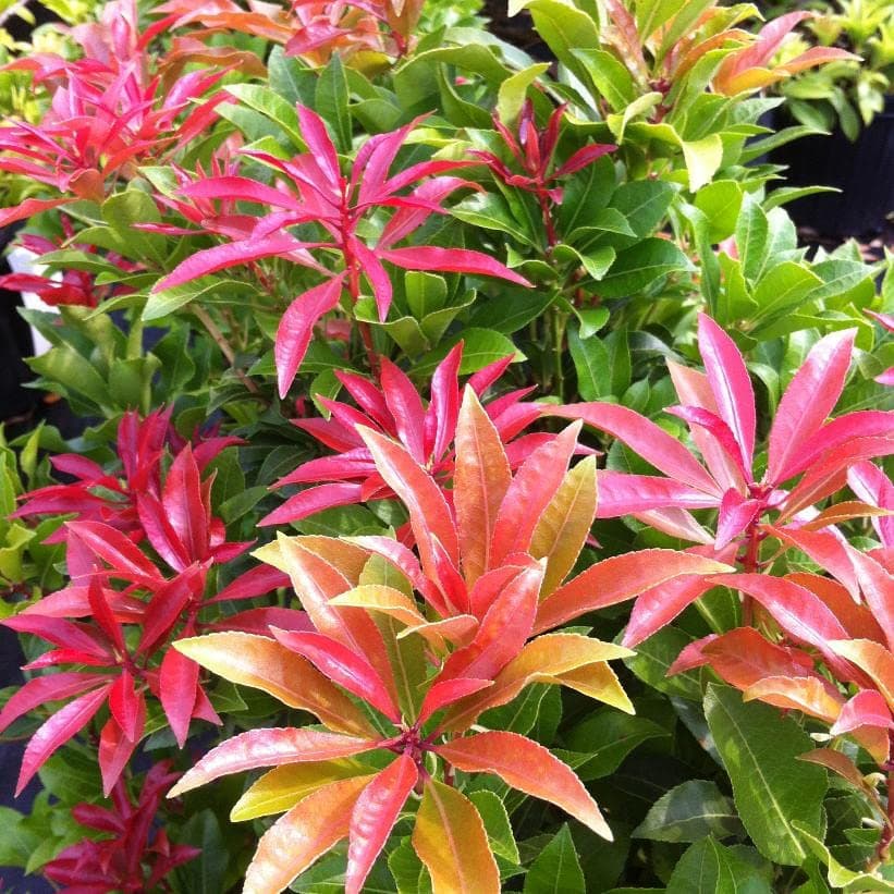 – [x1] Pieris Mountain fire | Evergreen Shrub | Outdoor Garden Ready Plant | Fiery Red Shoots | [ 2ltr Pot ]