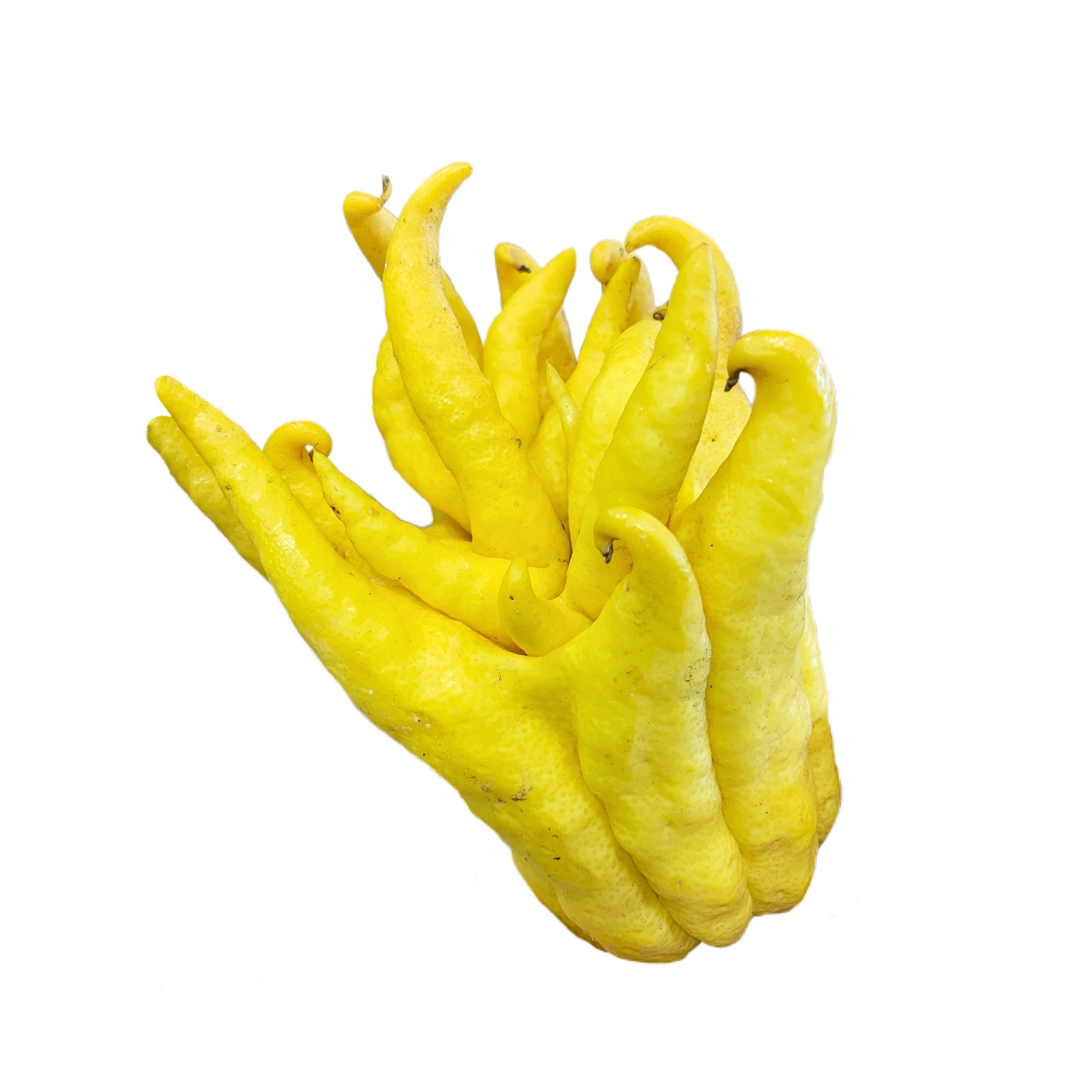 Kejora Fresh Buddha Fingers Fruits - Set of 3 - Exotic and Special Fruit