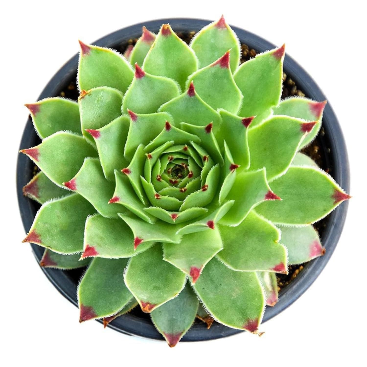 Laxmi Kamal Red Tip Sempervivum Succulent | Common Houseleek Live Plant | Beautiful Indoor Plant for Home & Office | Perfect for Gifting | Easy to Grow
