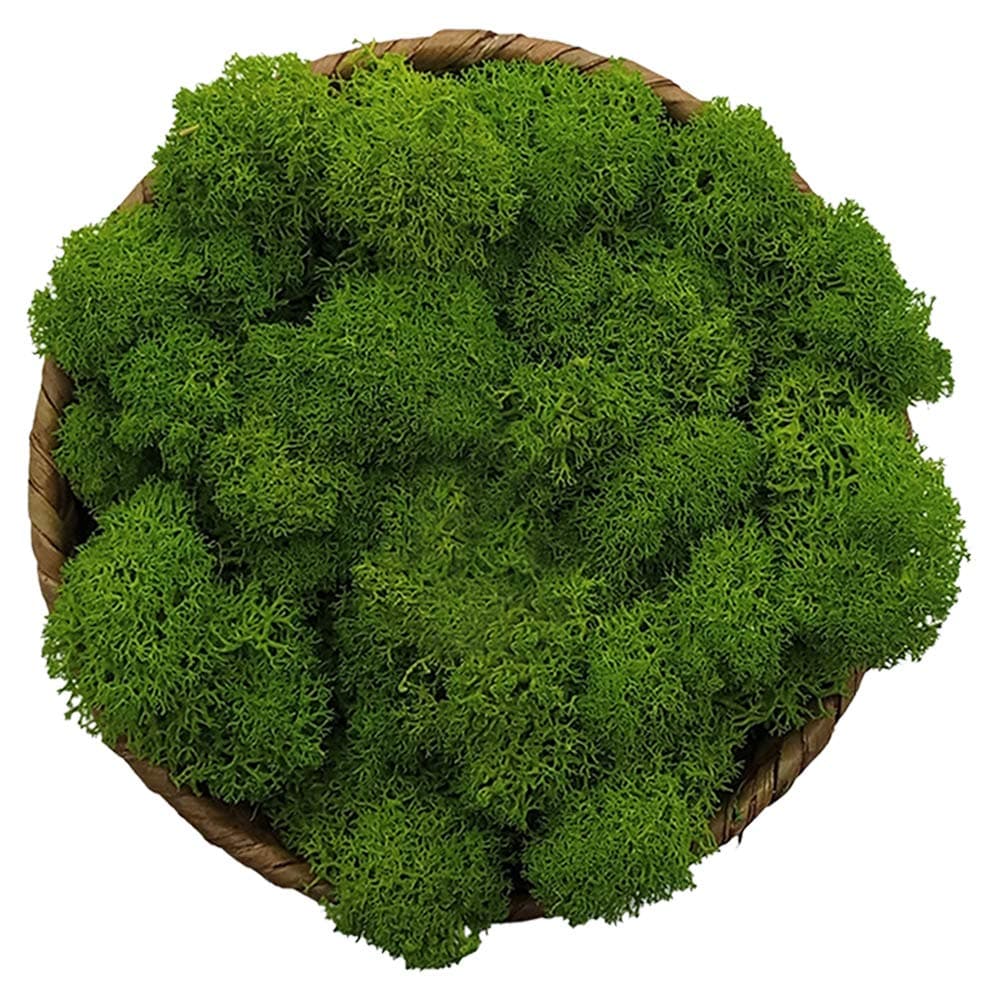 Stardom Moss Preserved, Green Moss for Fairy Gardens, Terrariums, Any Craft or Floral Project or Wedding Other Arts (Green, 3OZ)