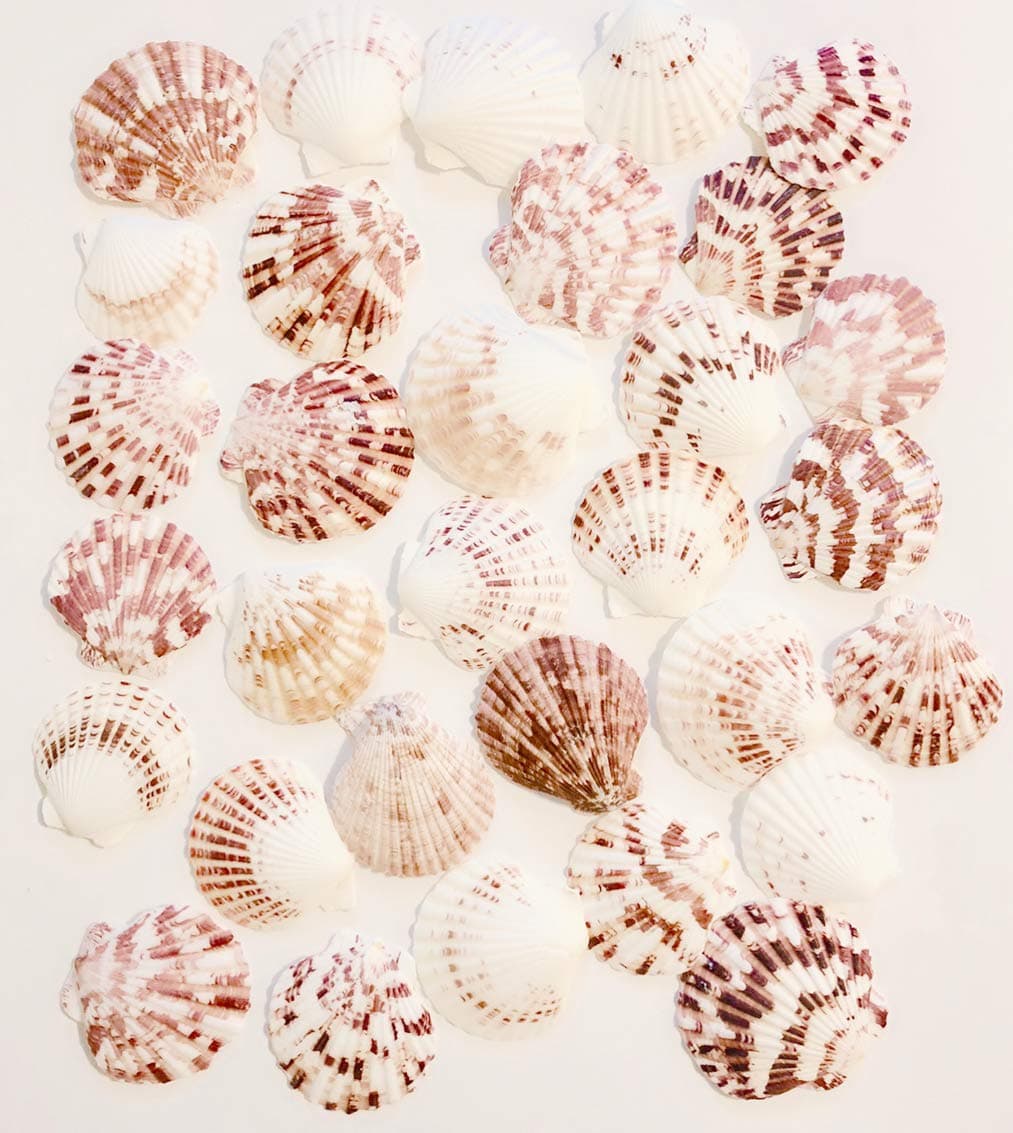 GoldenvalueableScallops Shells Natural ~2" - Bag of Approx. 30 Seashells