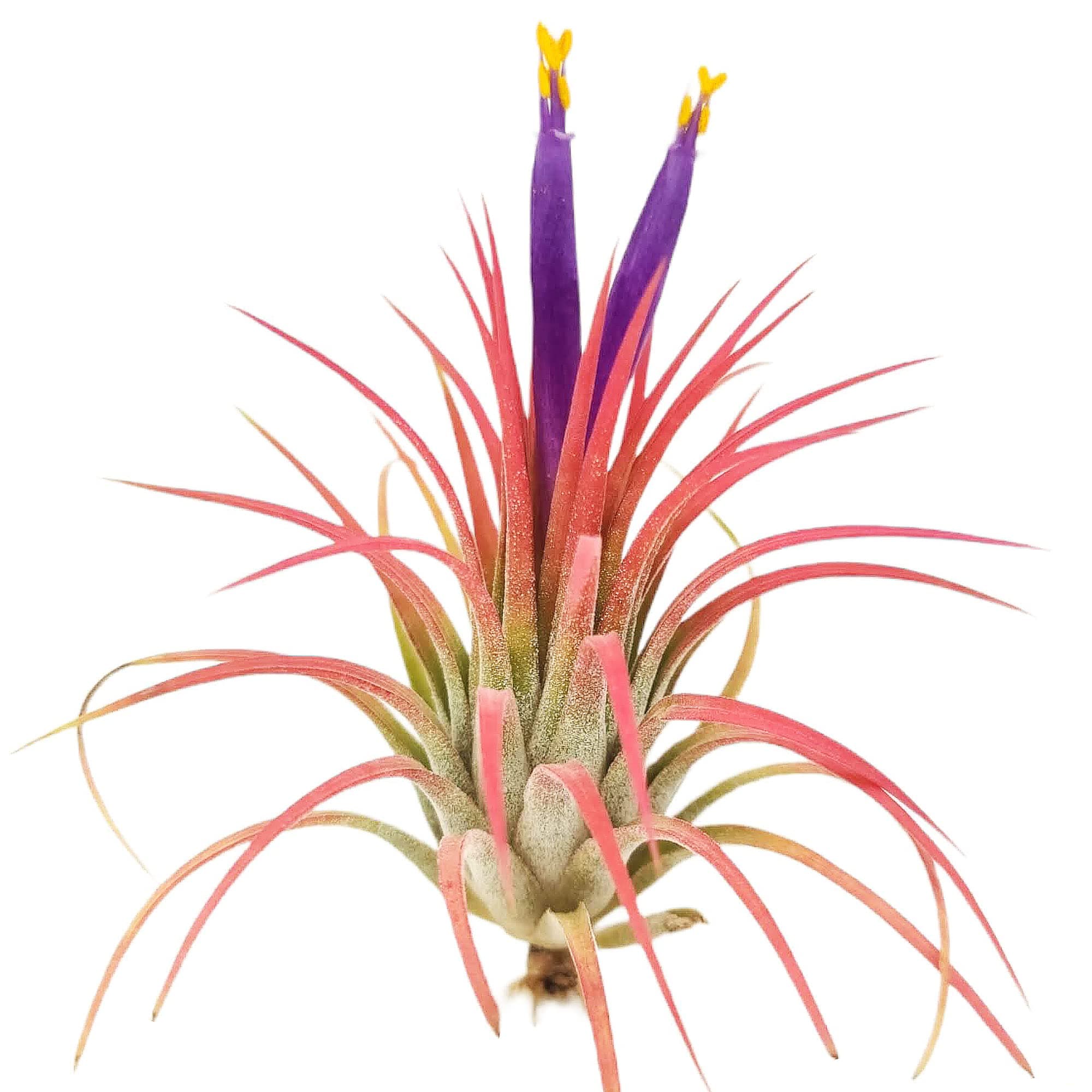 Small Air Plants - 3 Ionantha Rubra - 2 to 3 Inch Air Plant - Color & Form Varies by Season - 30 Day Guarantee on Tillandsia from The Drunken Gnome (3, Medium 2-3")